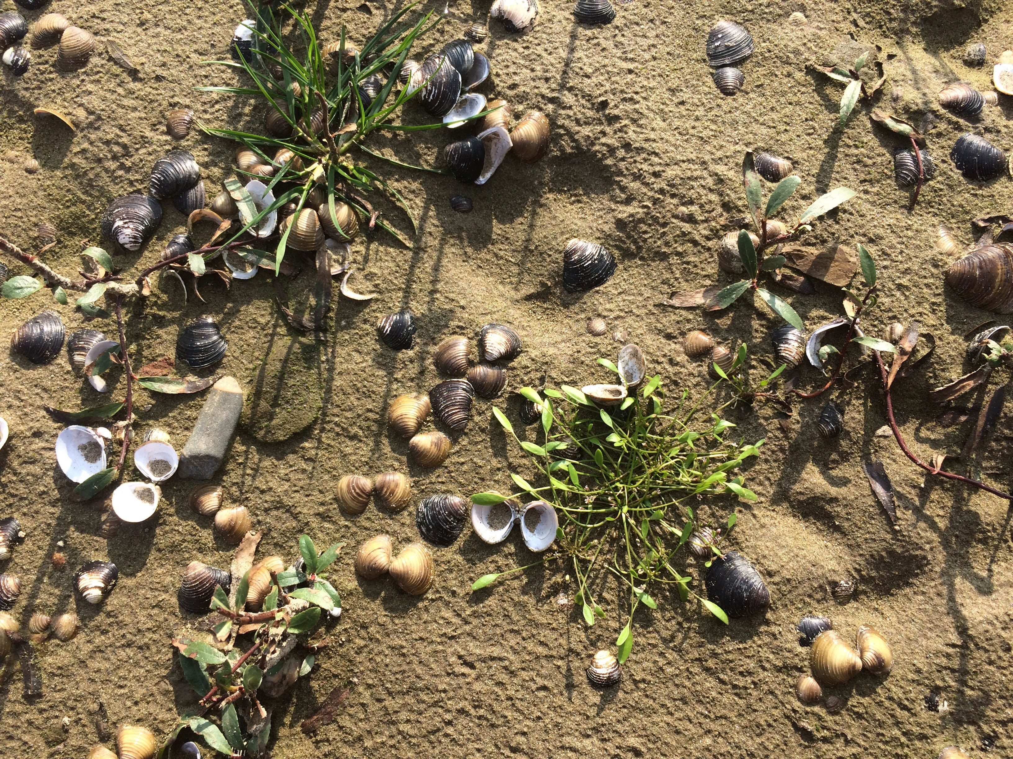Slijkgroen op Waalstrand bij Ooij