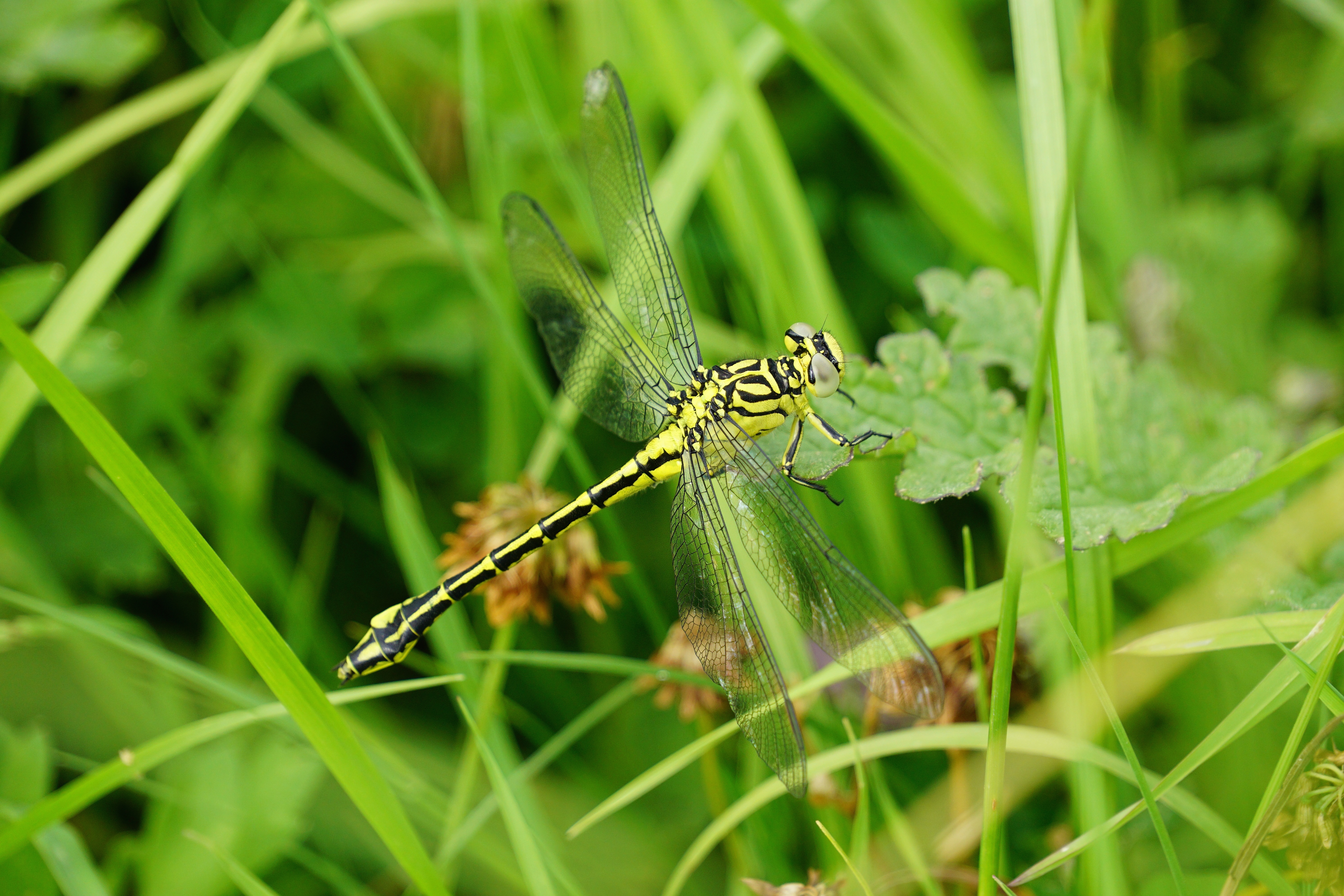 Rivierrombout. Foto: Twan Teunissen