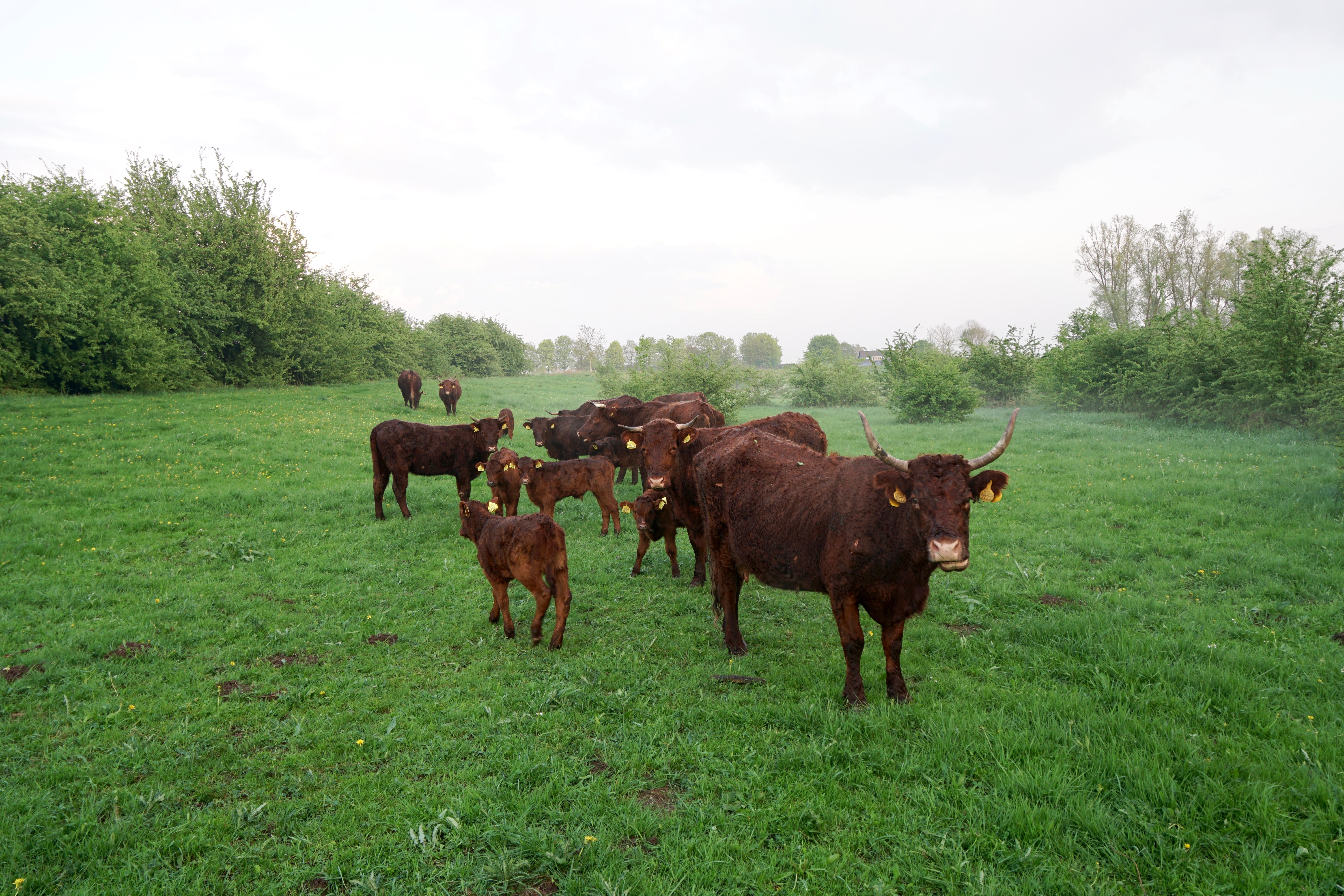 Rode geuzen. Foto: Twan Teunissen