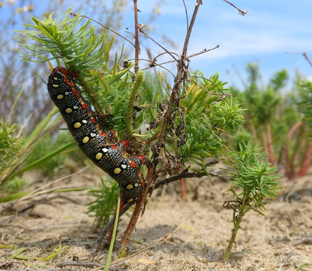 Rups wolfsmelkpijlstaart, foto: Thijmen van Heerde, Staatsbosbeheer