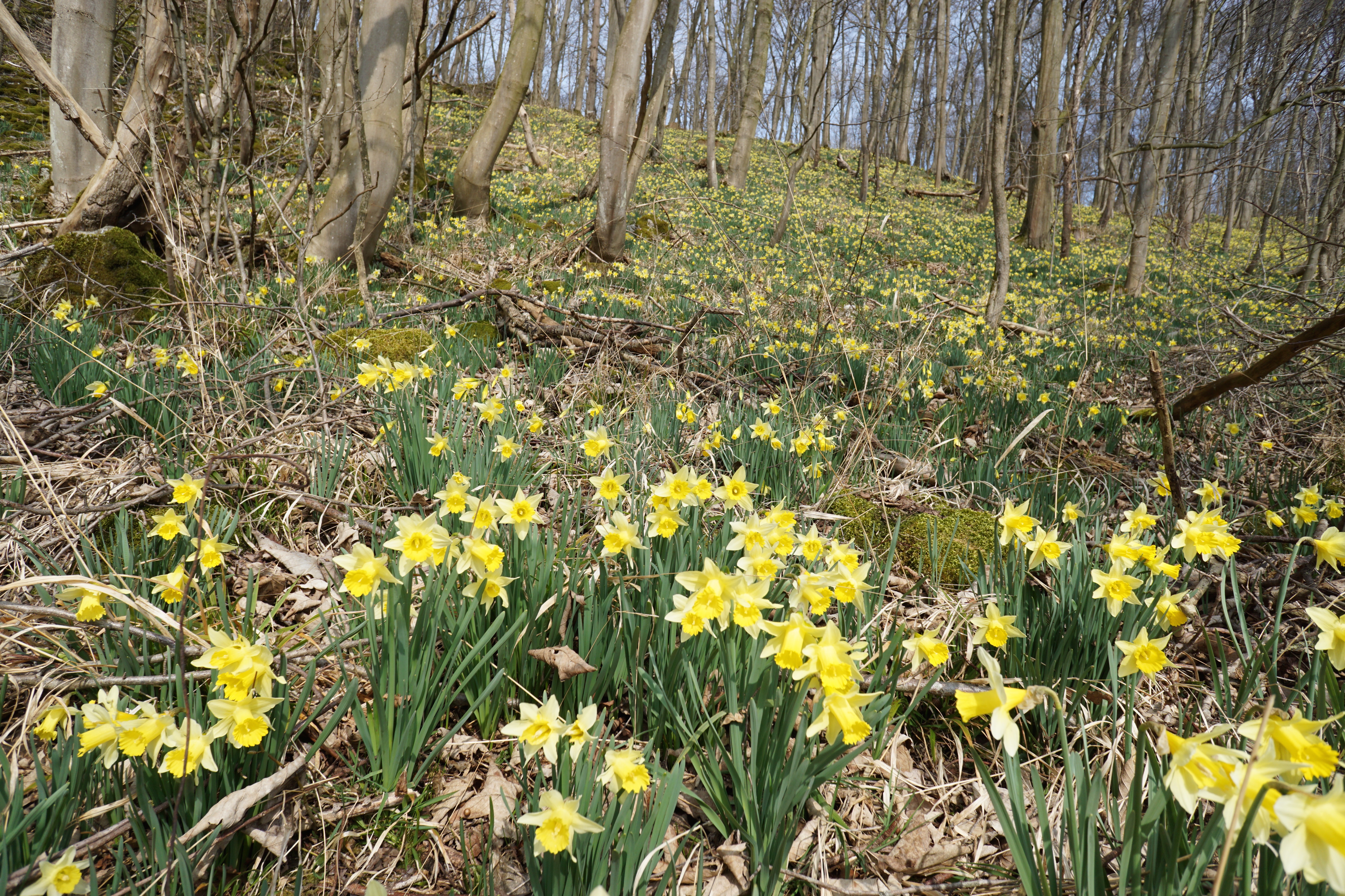 Wilde narcis in het Hohnbachtal