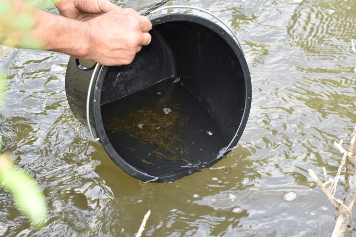 Uitzetten zalm in de Geul