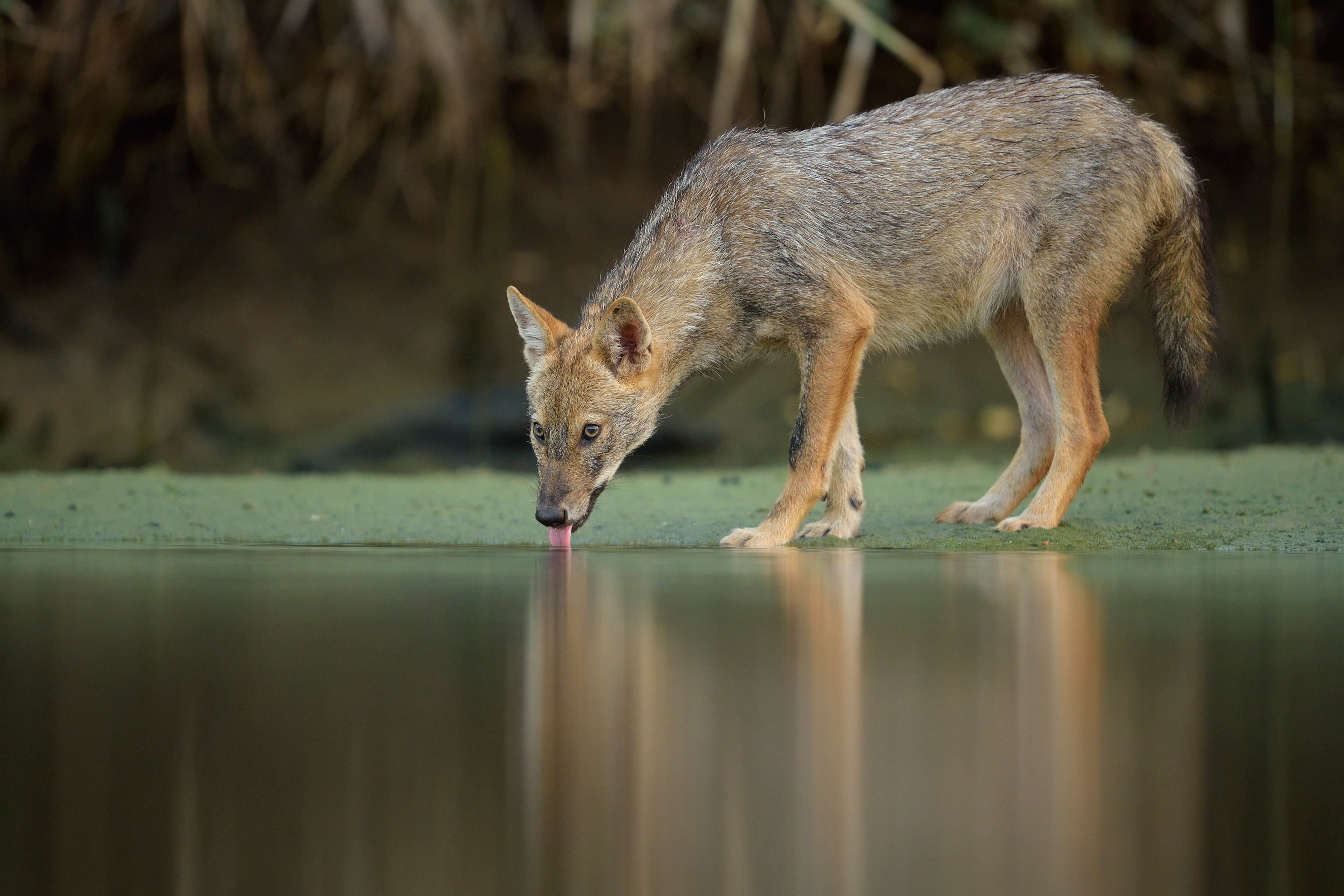 Naast de wolf laat ook de goudjakhals zich in Nederland zien. Foto: Shutterstock Vladimir Kogan Michael