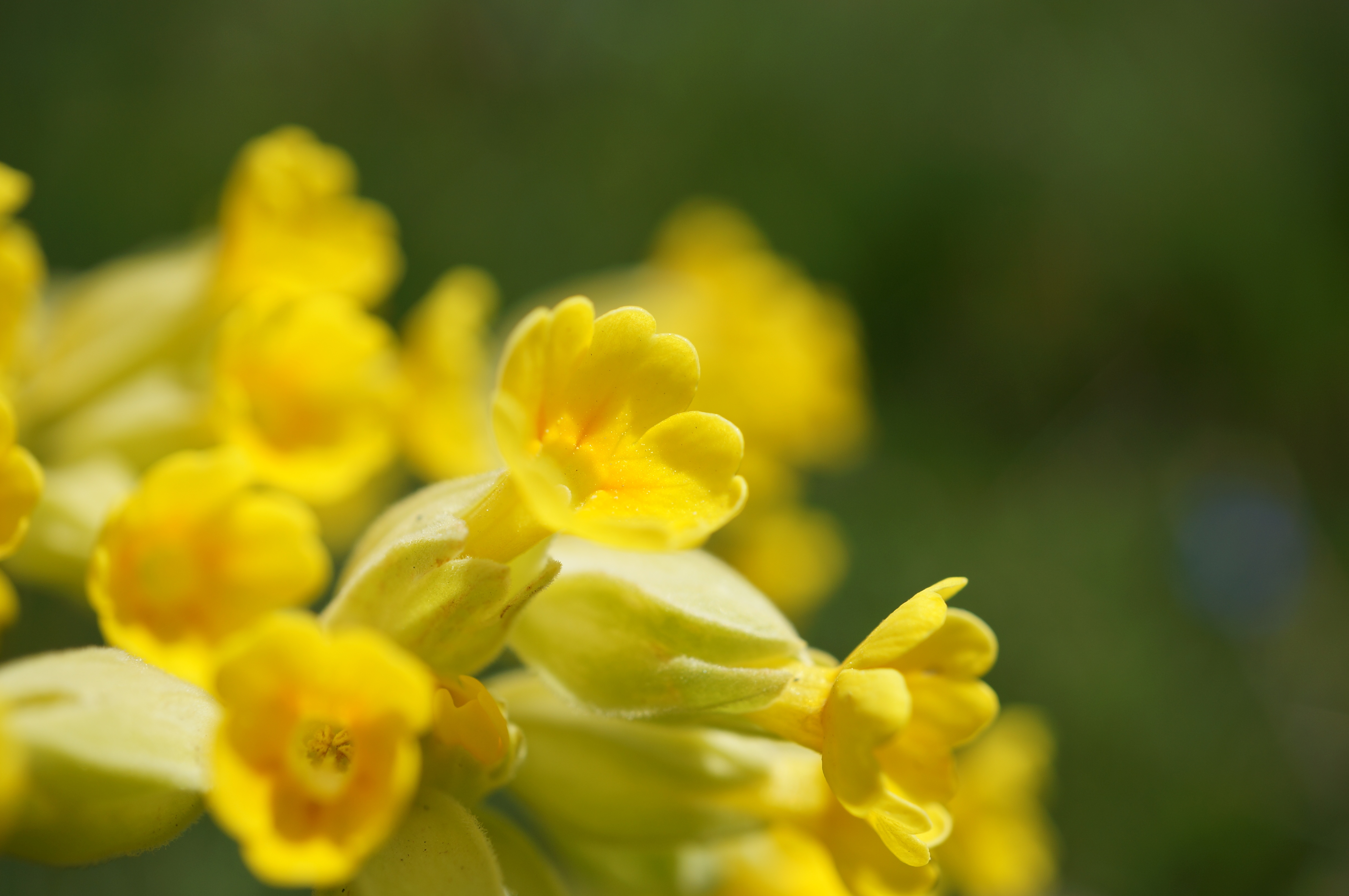 Gulden sleutelbloem