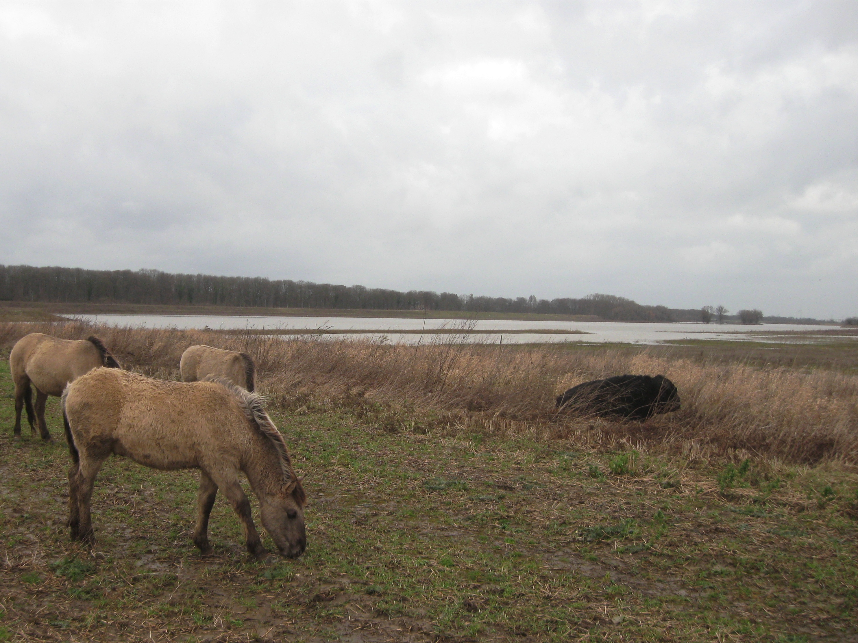 Hoogwater Grensmaas januari 2015
