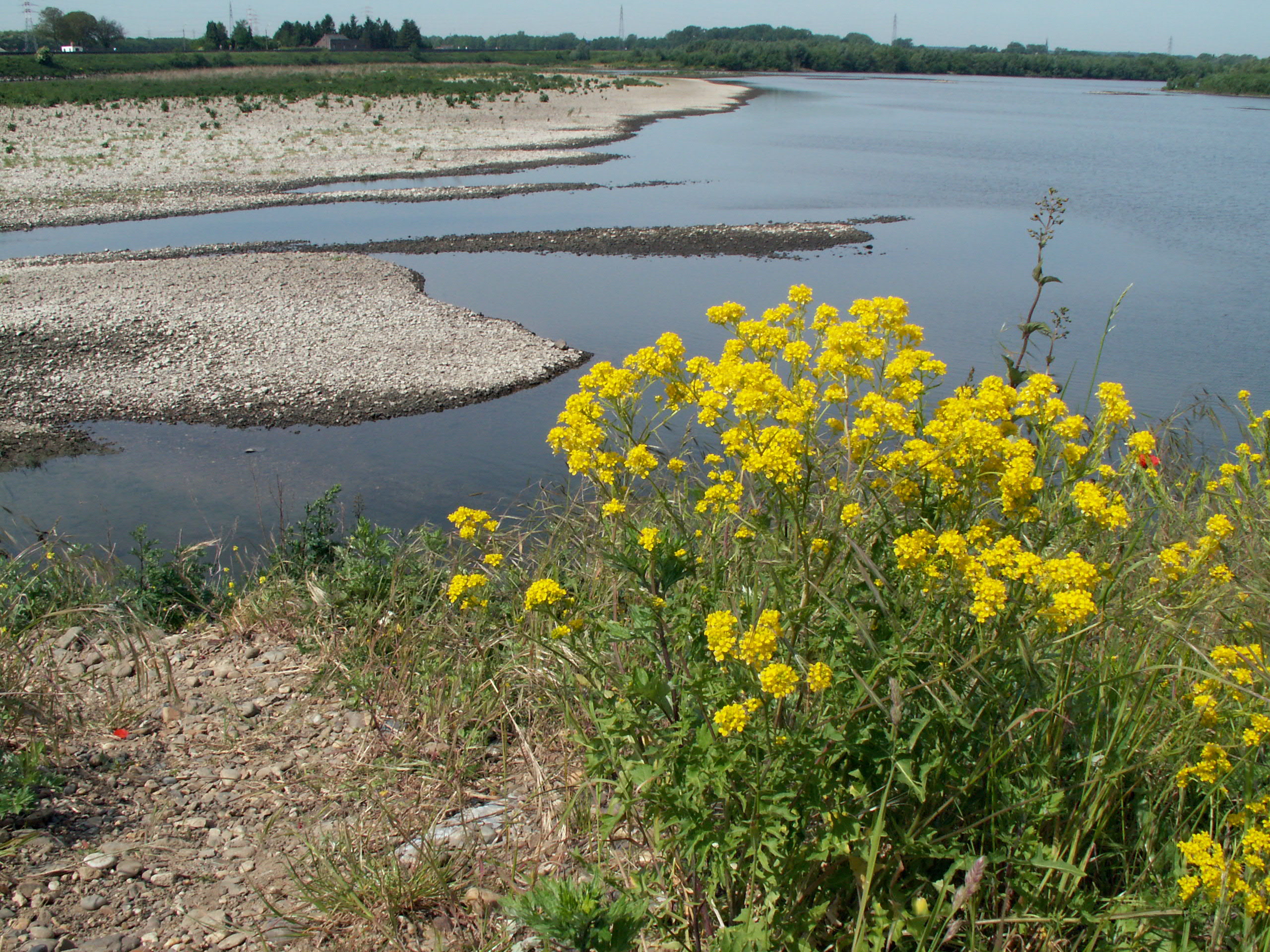 Maasraket bij Meers in 2005