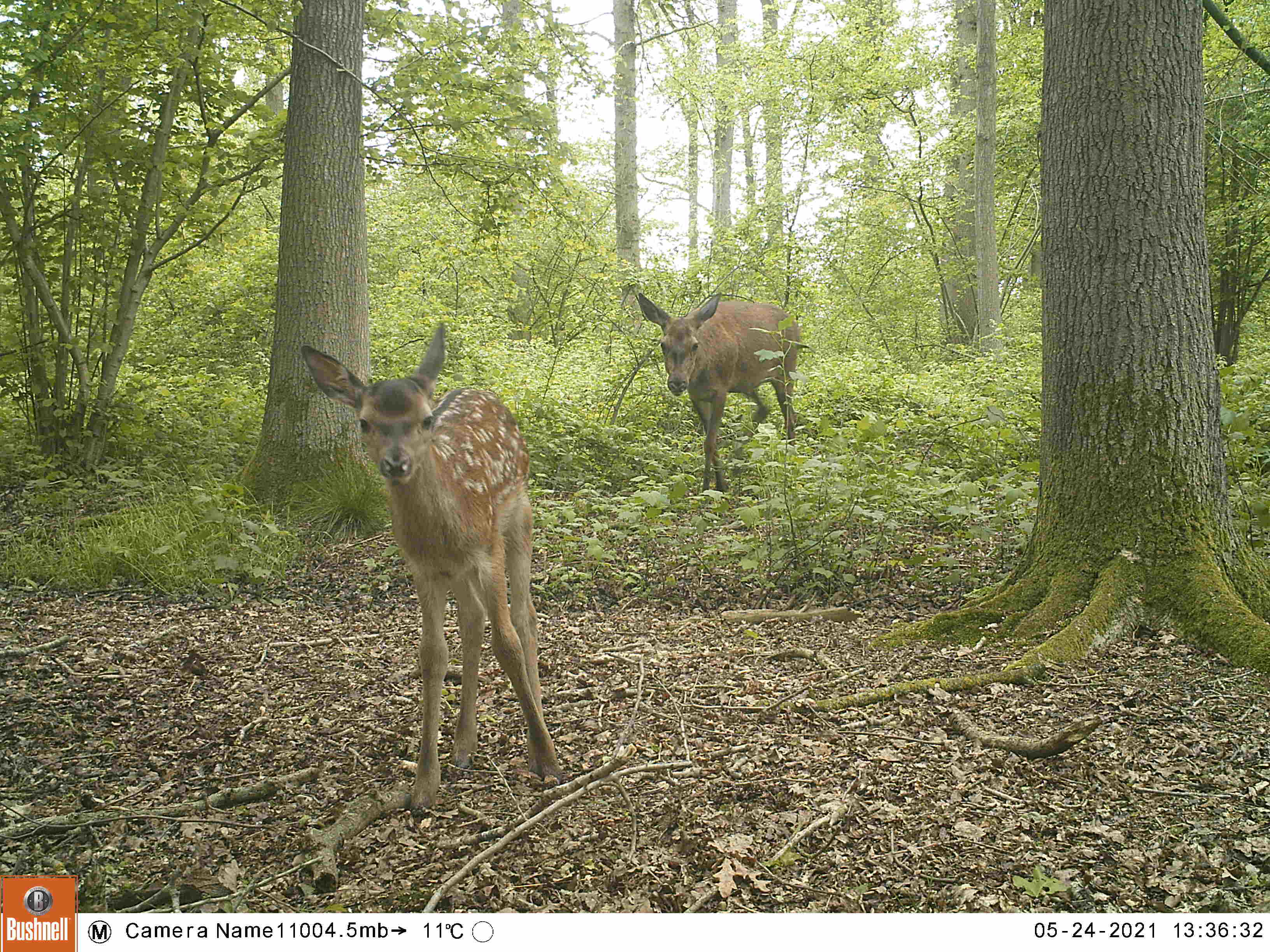 Edelhert met kalf in Het Groene Woud. Foto: Esther Speelman