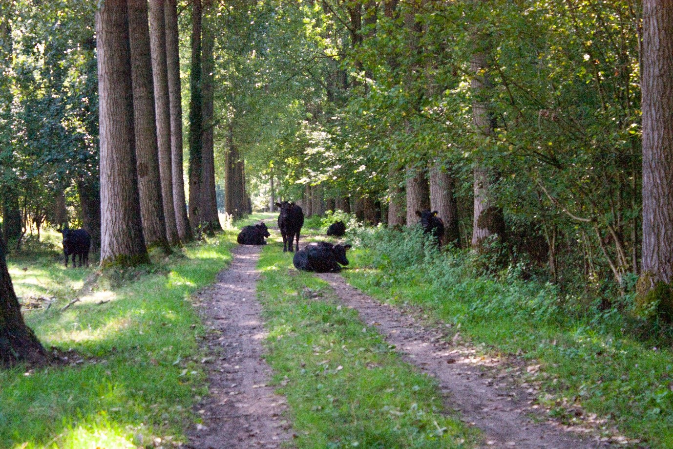 Angus cows in Het Groene Woud