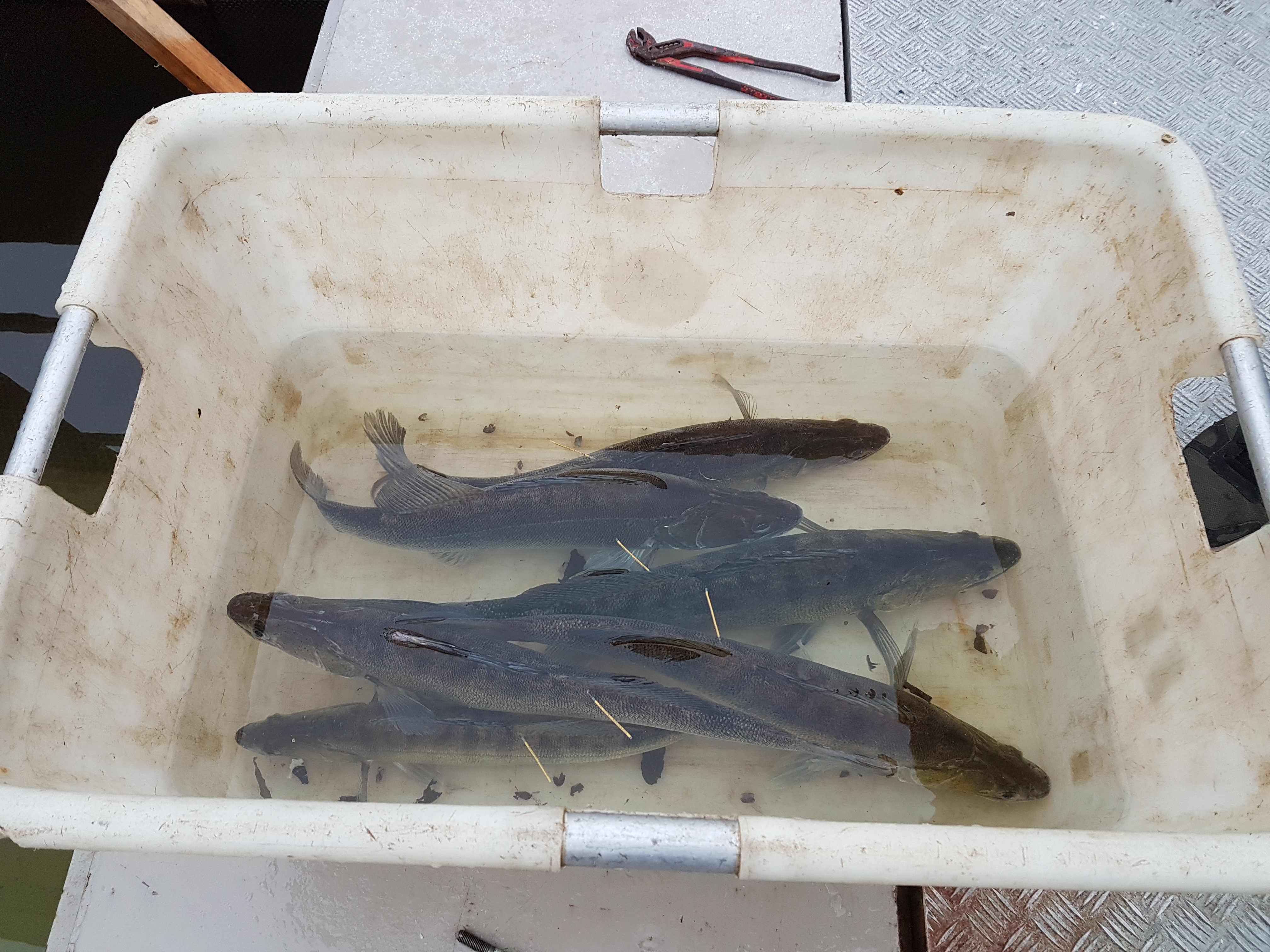 Gemerkte snoekbaarzen vlak voor uitzet. Foto: Niels Brevé