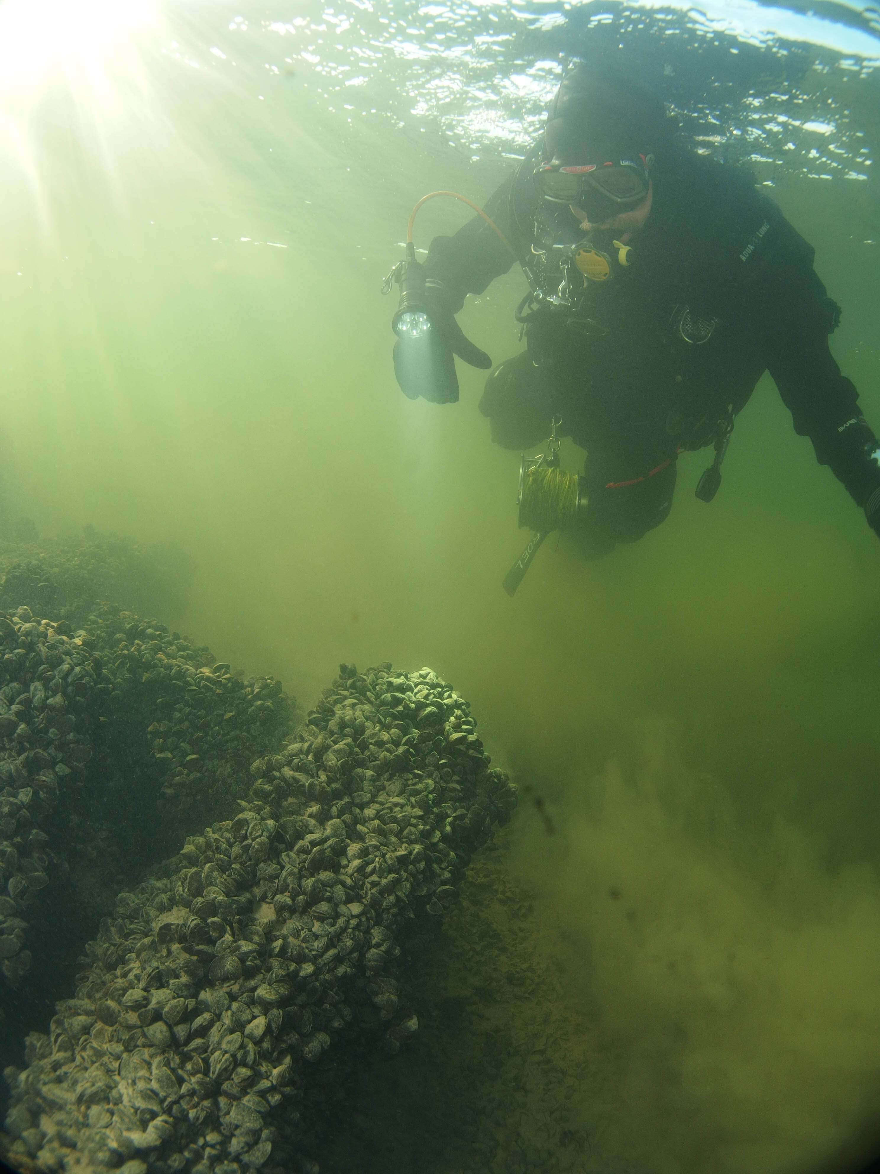 Quaggamossels duiker (foto: Roel van der Mast)