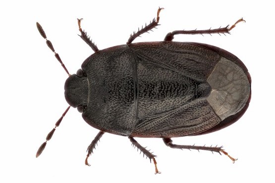 De graafwants Ochetostethus nanus (Bron: Theodoor Heijerman)