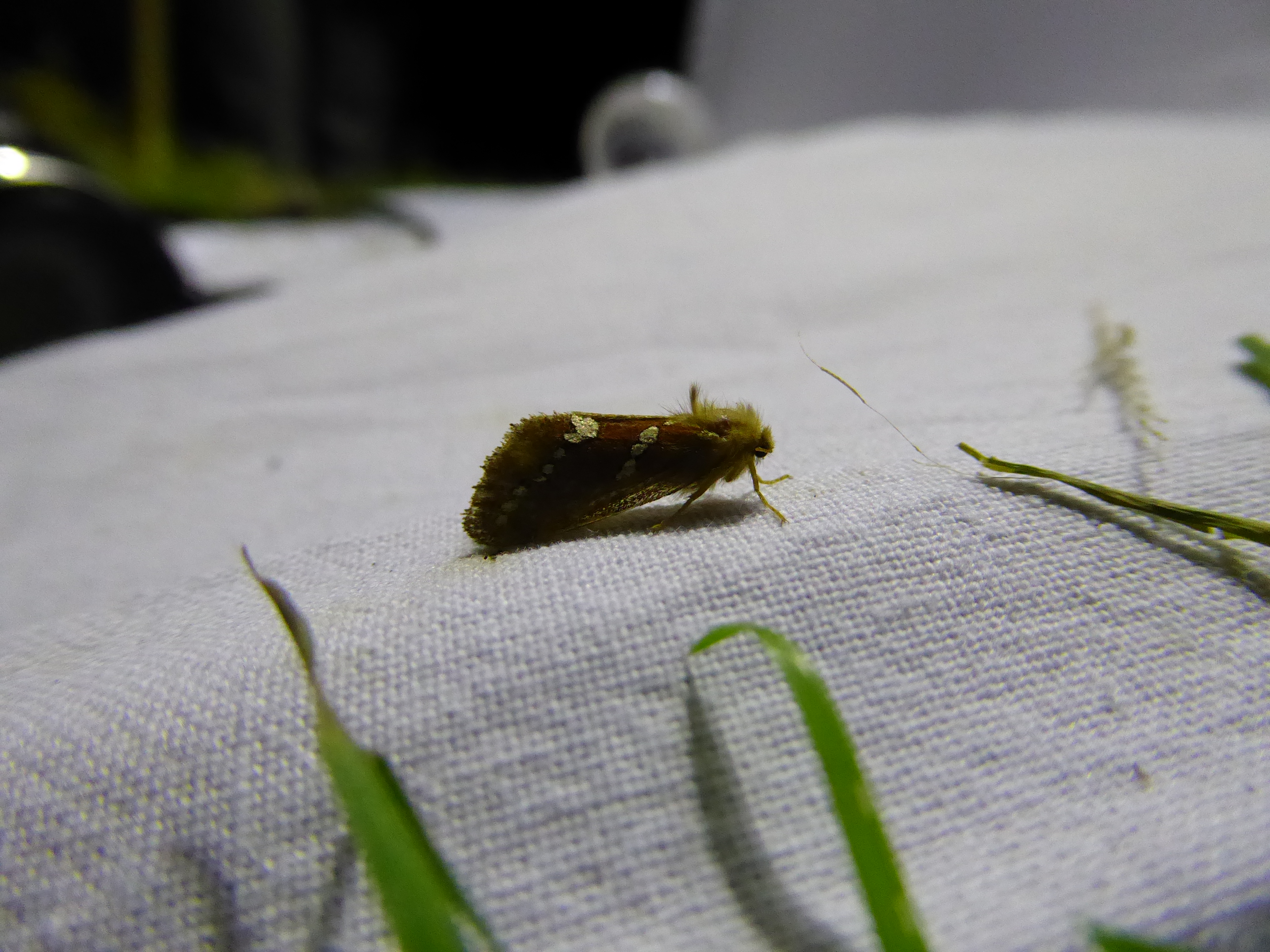 Heidewortelboorder Kempen~Broek