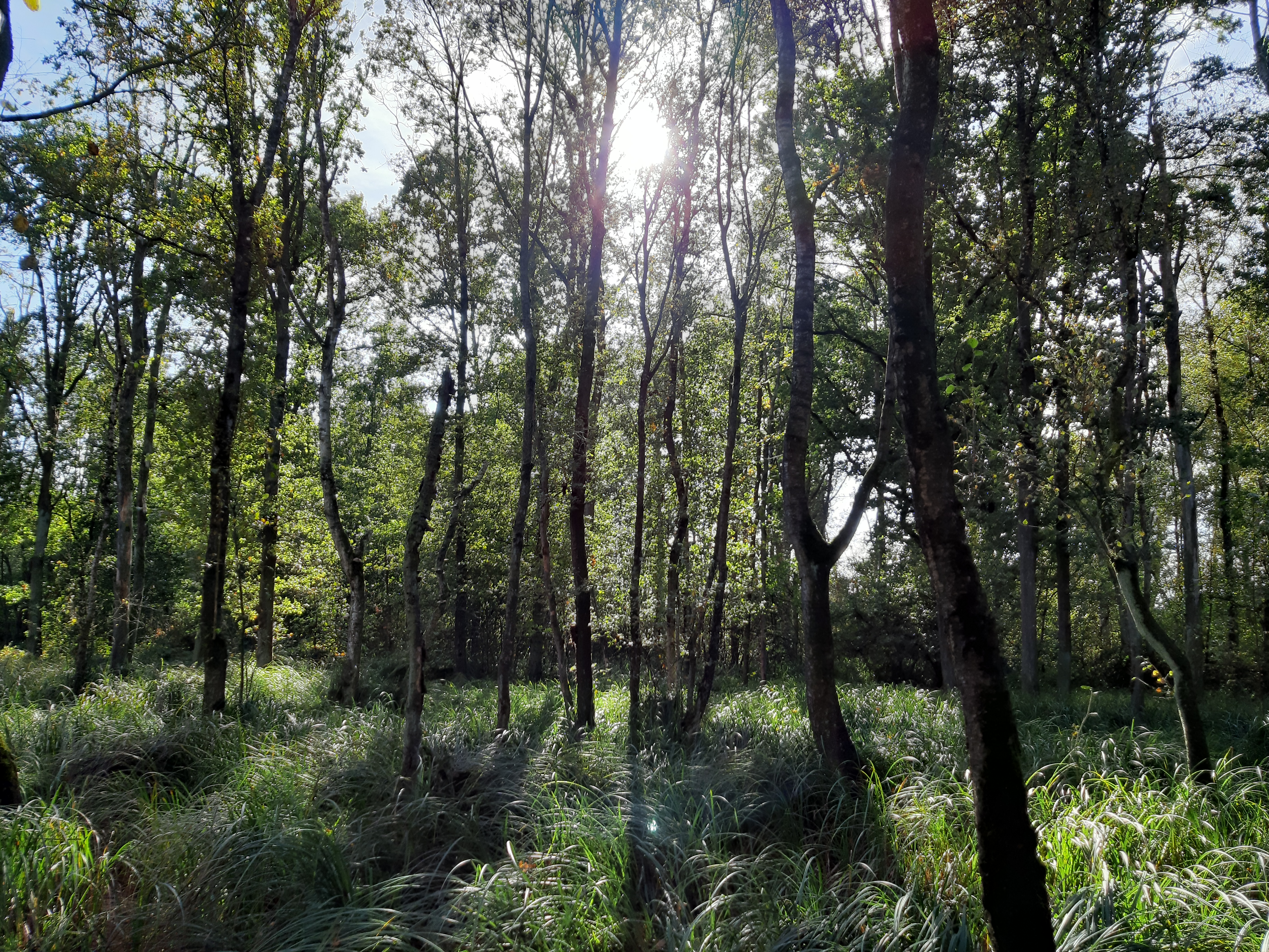 Nat loofbos in het Kempen~Broek. Foto: Joep Crombag