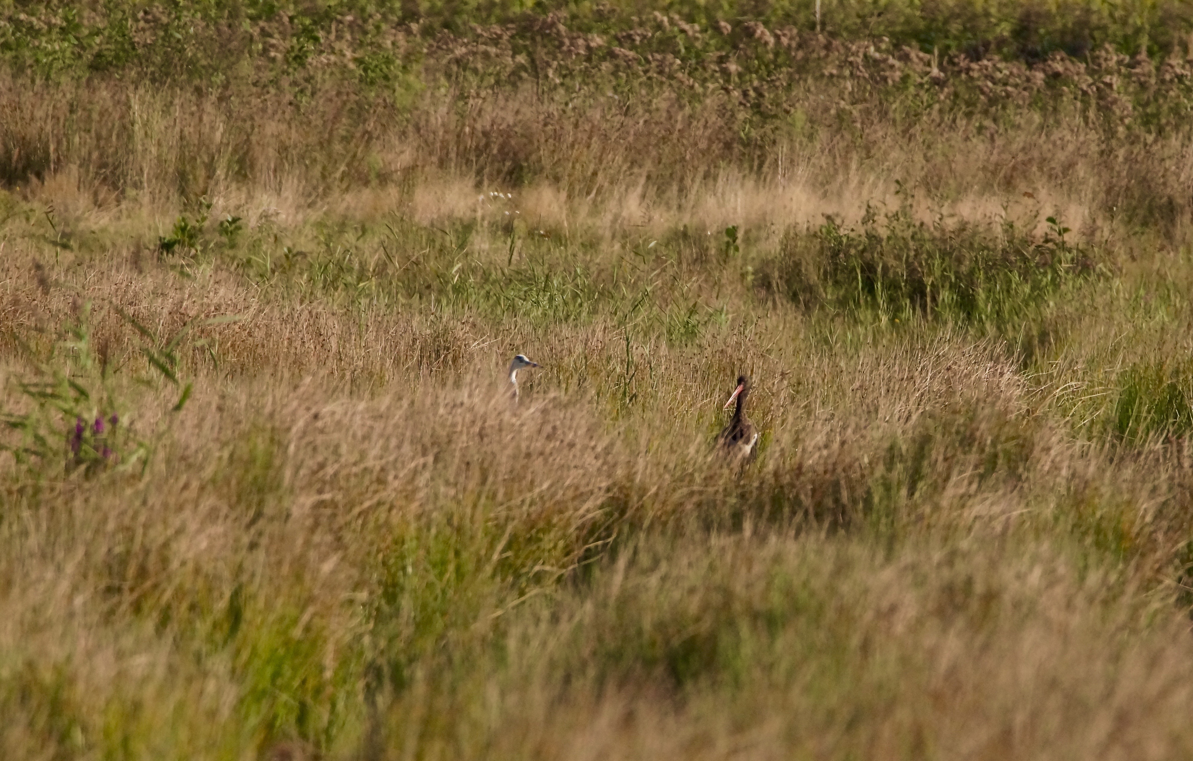 Zwarte ooievaar, foto: Theo van der Heijden