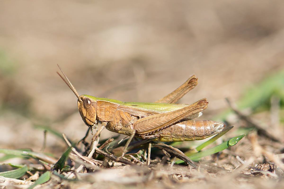 Weidesprinkhaan in de Klompenwaard, foto: Peter Hoppenbrouwers