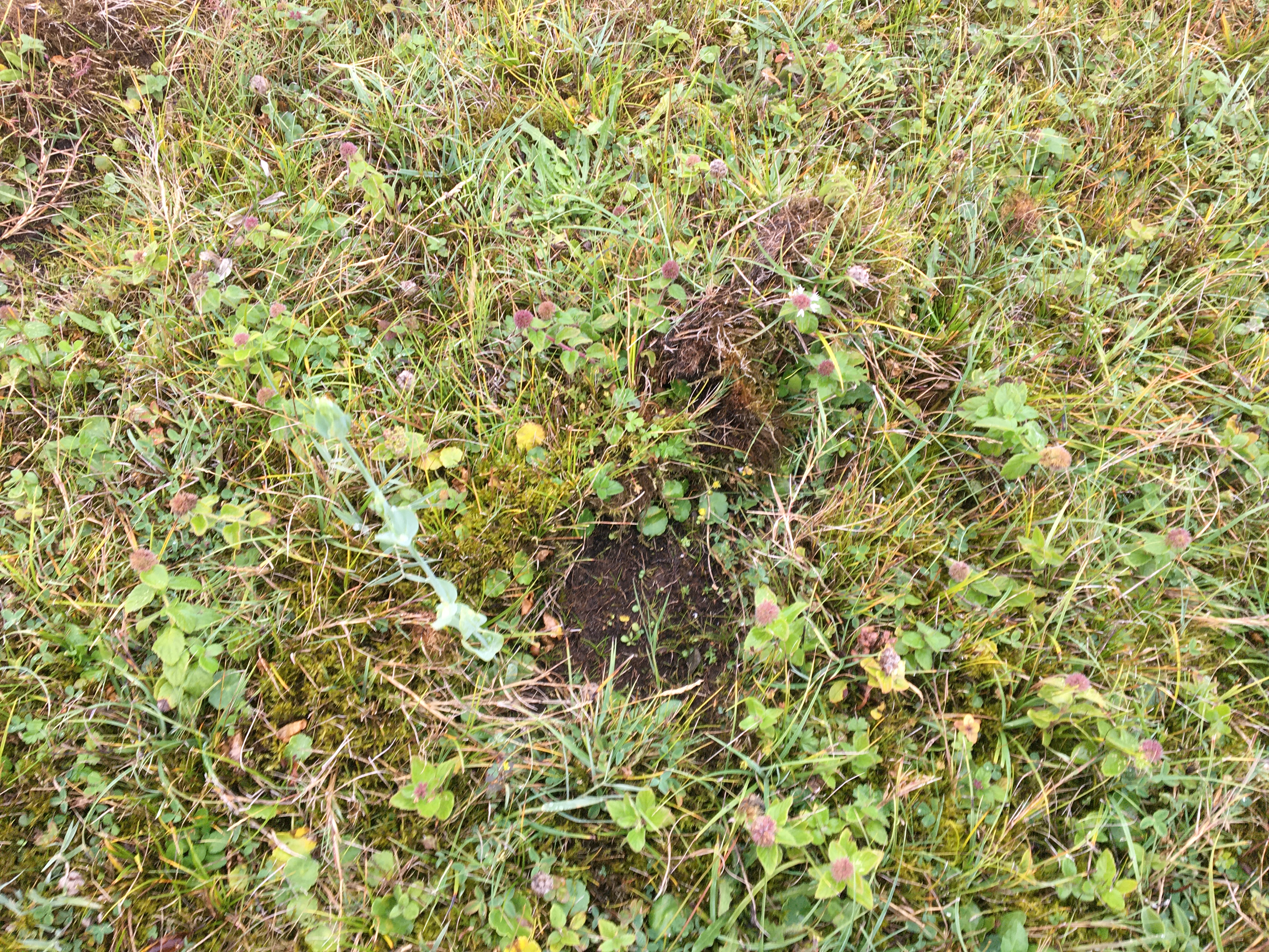 Herfstbitterling in een slibspoor van een konikpaard. Foto: Esther Linnartz, FREE Nature