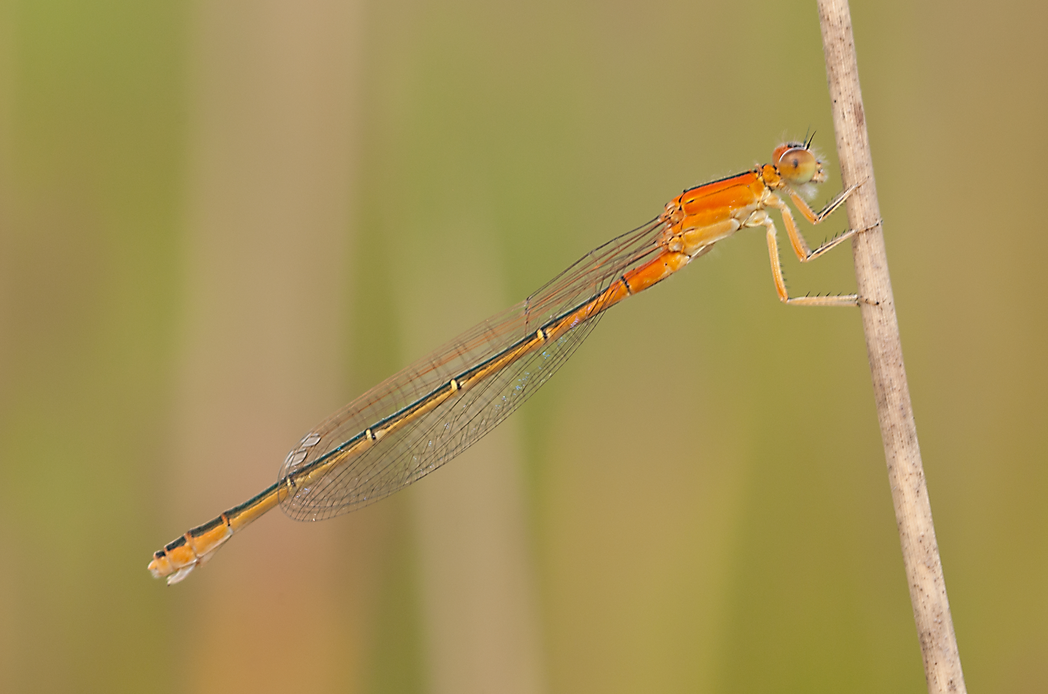 Tengere grasjuffer, foto: Douwe Schut