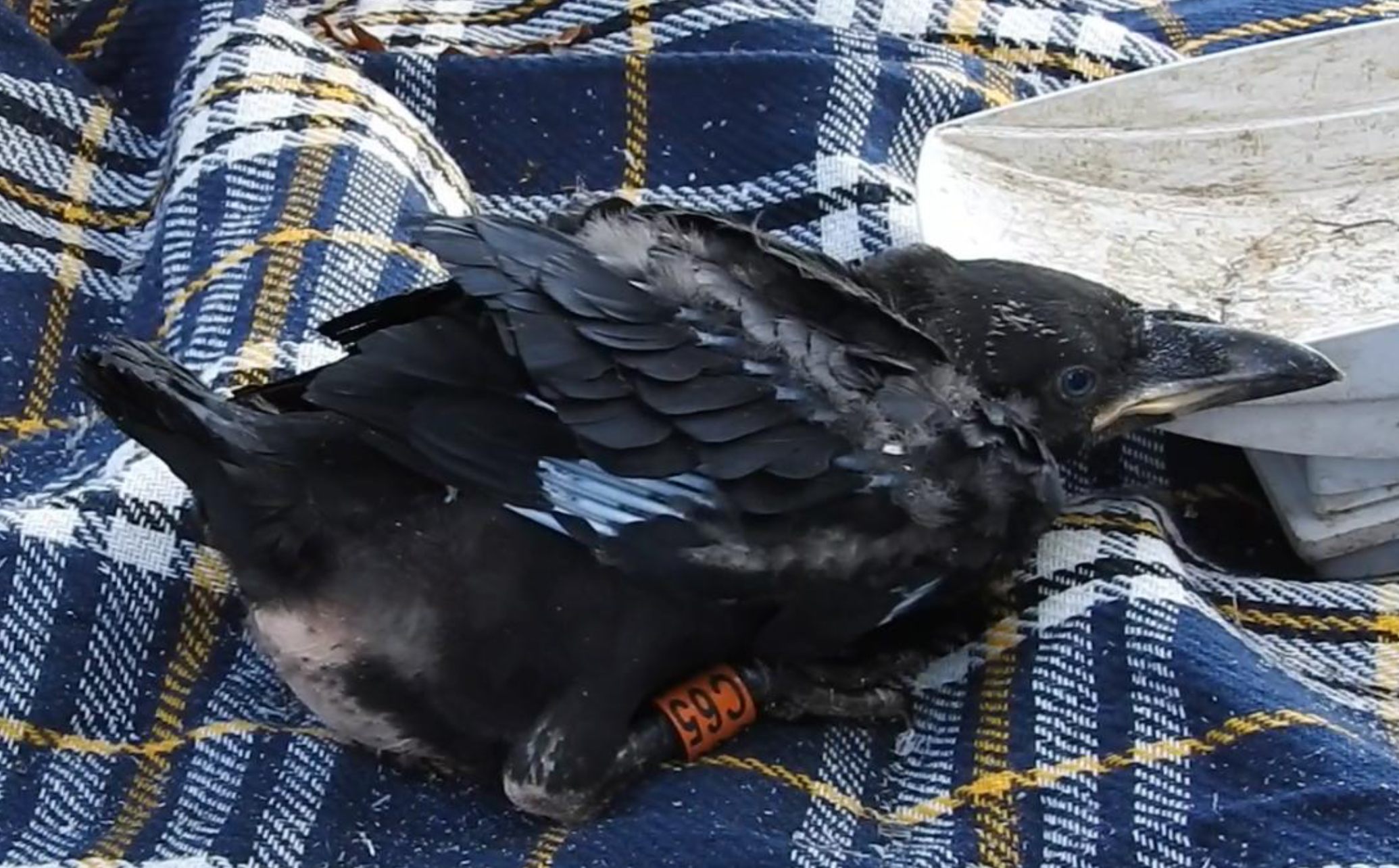 Jonge raaf met kleurring. Foto: Mignon van den Wittenboer