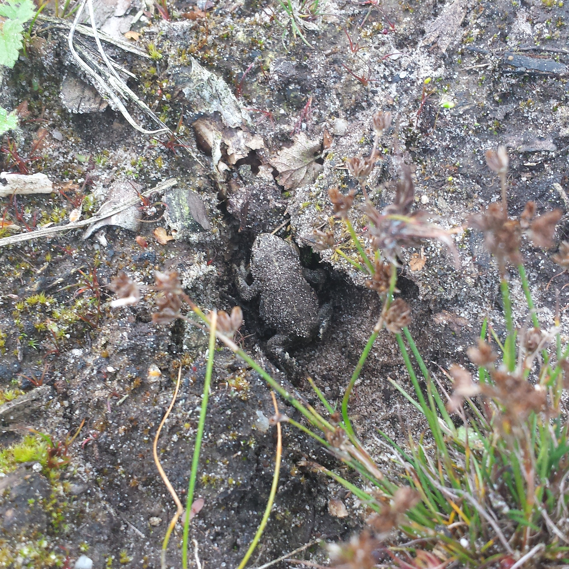 Rugstreeppad in pootafdruk wisent, foto: Anke Brouns