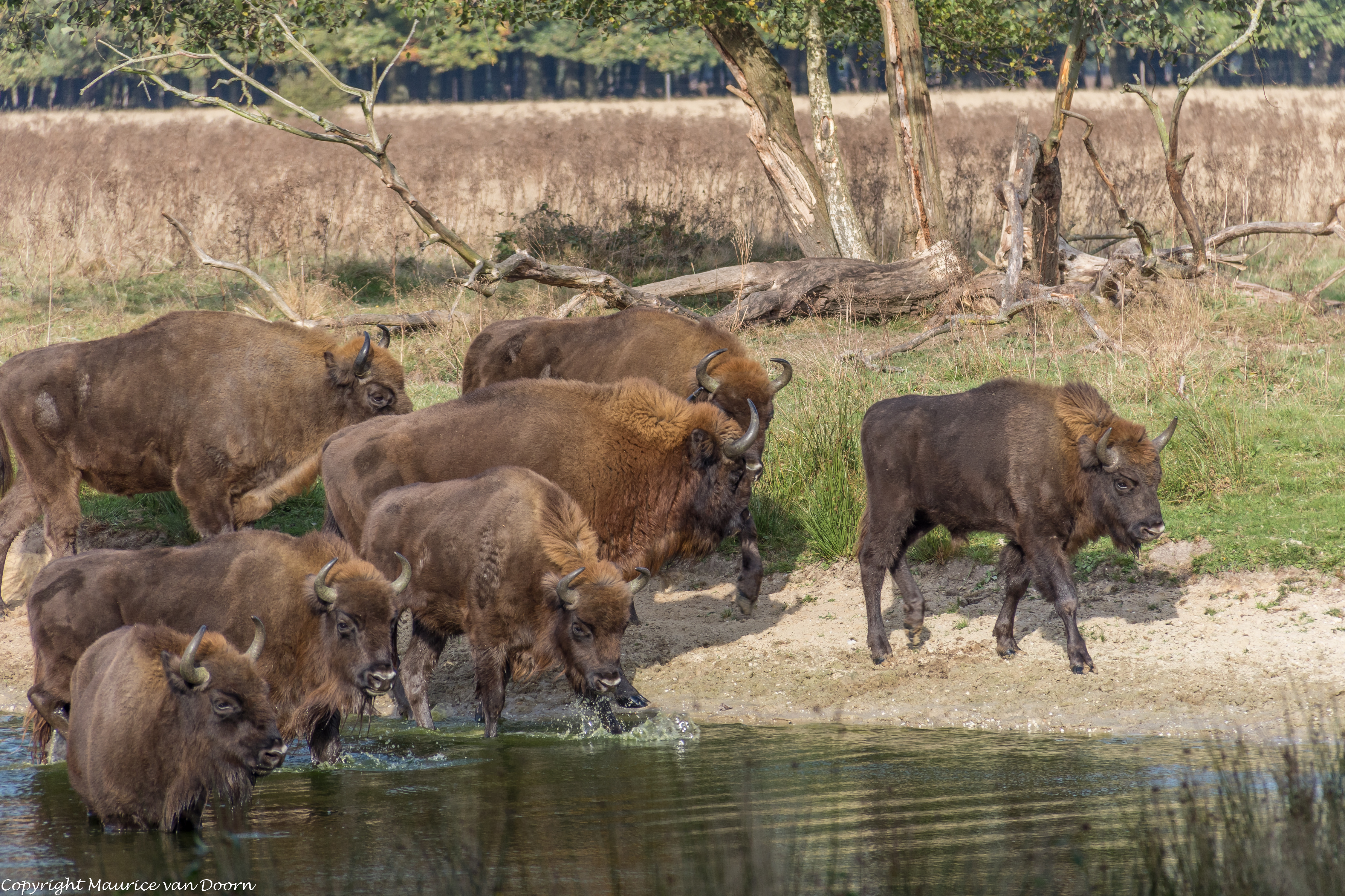 Wisenten Maashorst, foto: Maurice van Doorn