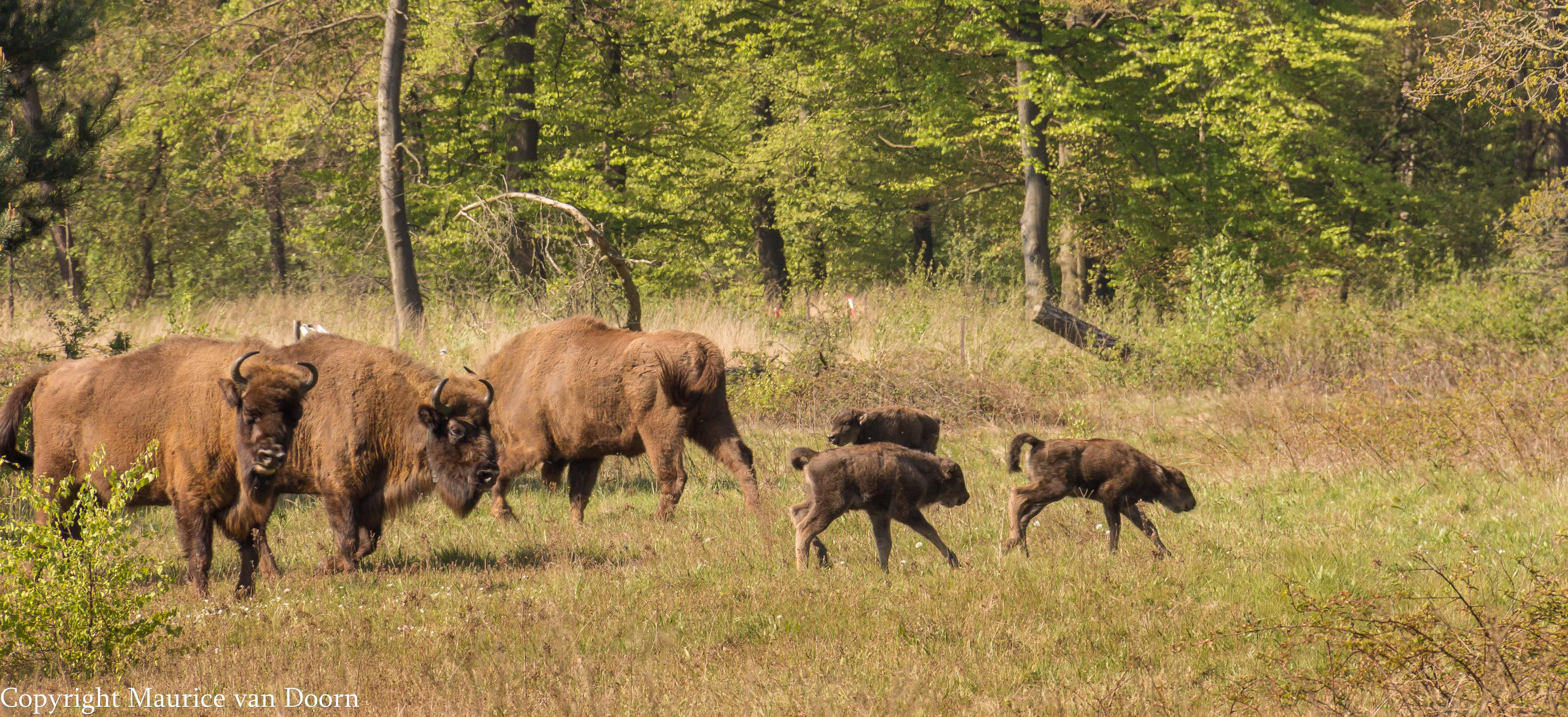 Wisenten met kalfjes op de Maashorst. Foto: Maurice van Doorn