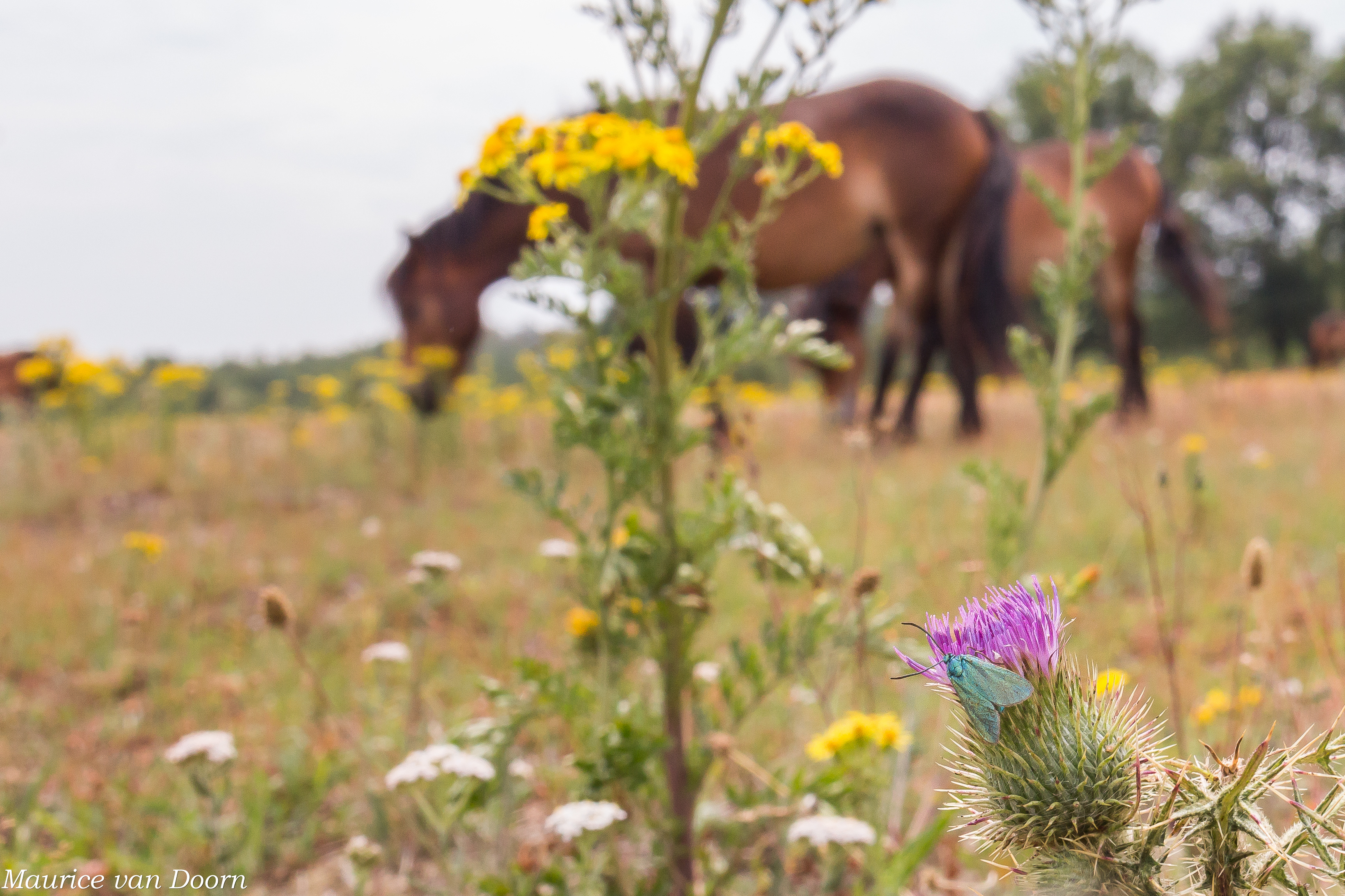Veel insecten, zoals deze metaalvlinder hebben nectar nodig en dus bloeiende bloemen.