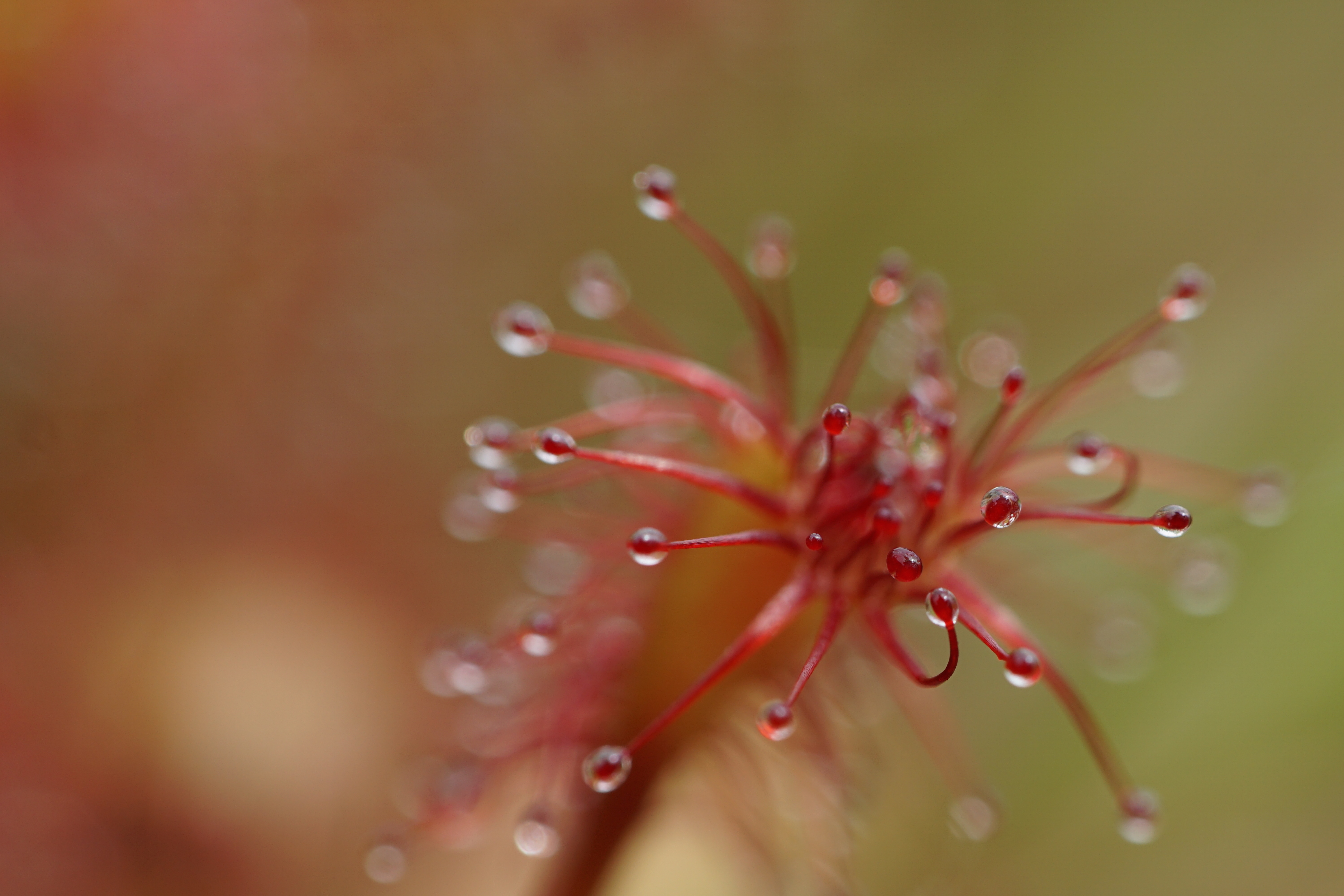 Kleine zonnedauw, foto: Twan Teunissen