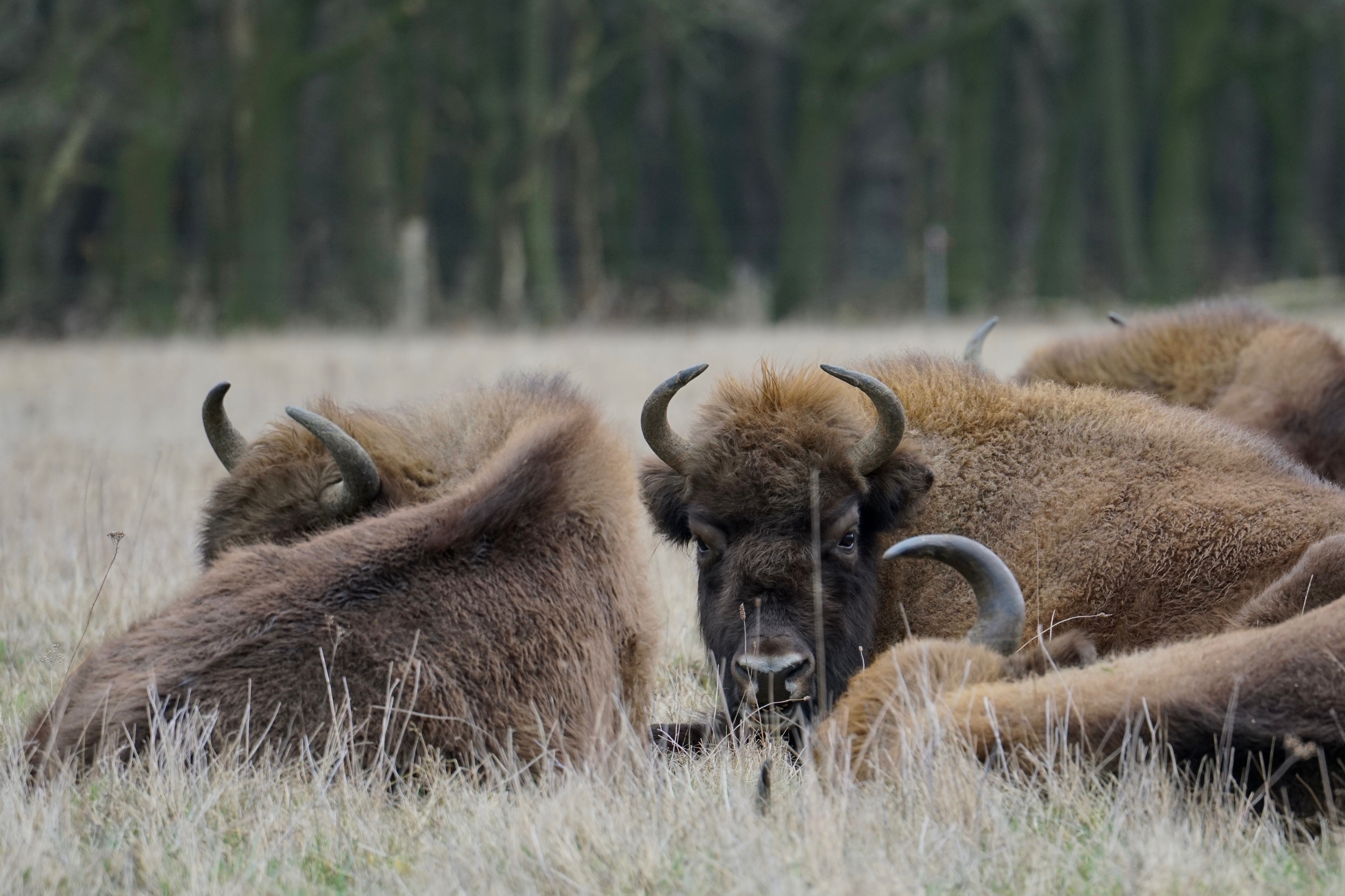 Wisent
