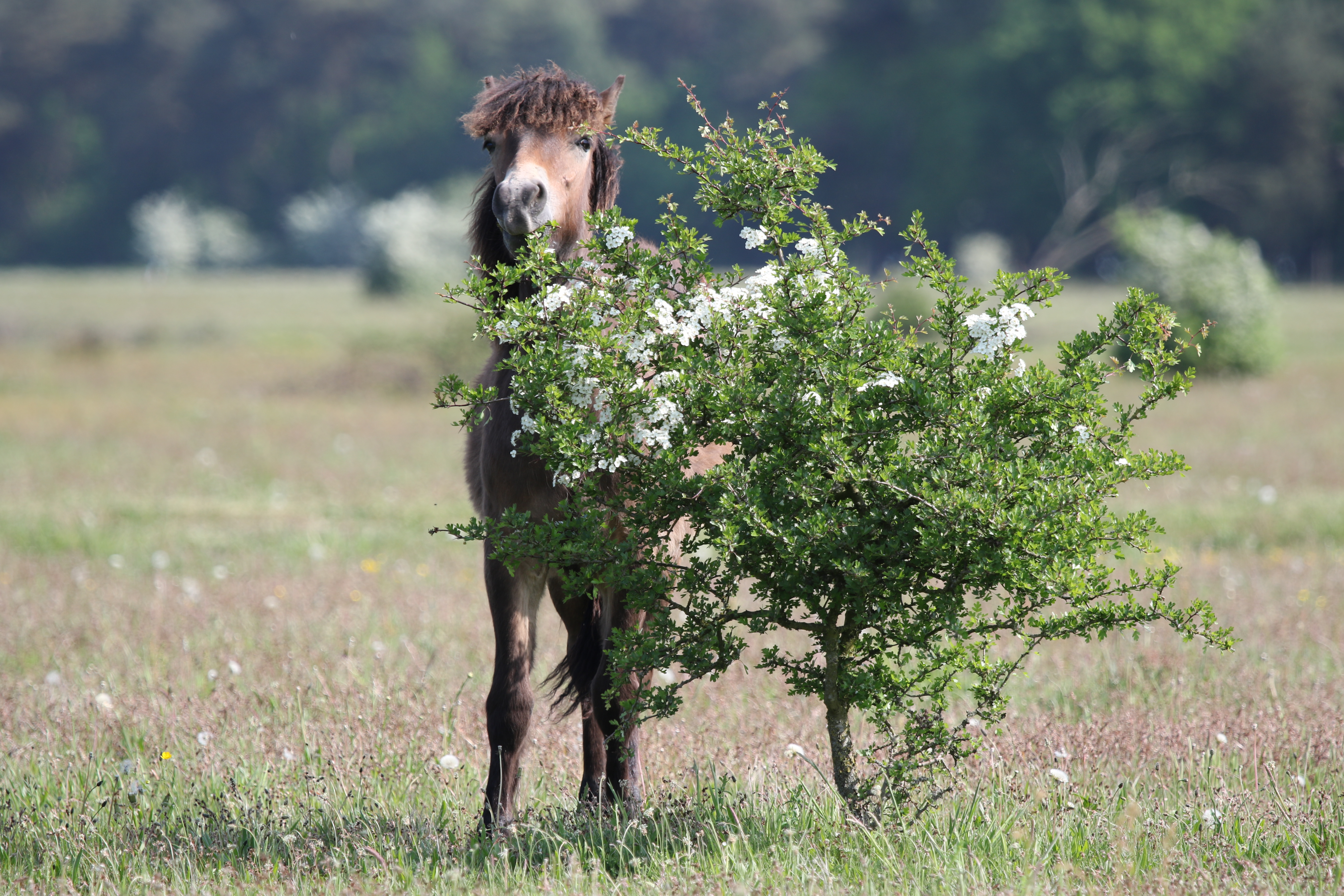 Exmoor eet meidoornbloesem, foto: Maurice van Doorn