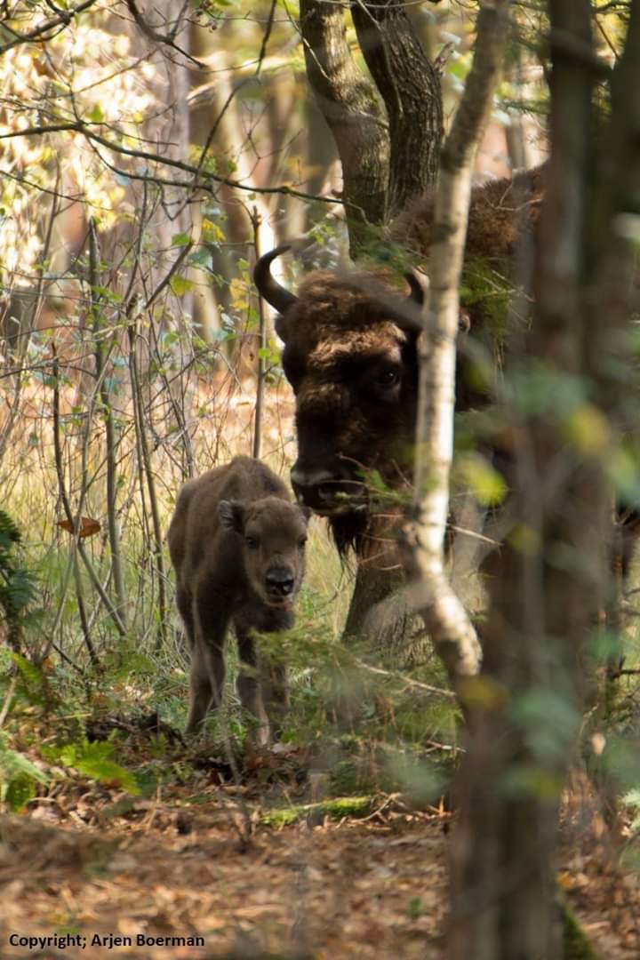 Wisentkalf op de Maashorst. Foto: Arjen Boerman