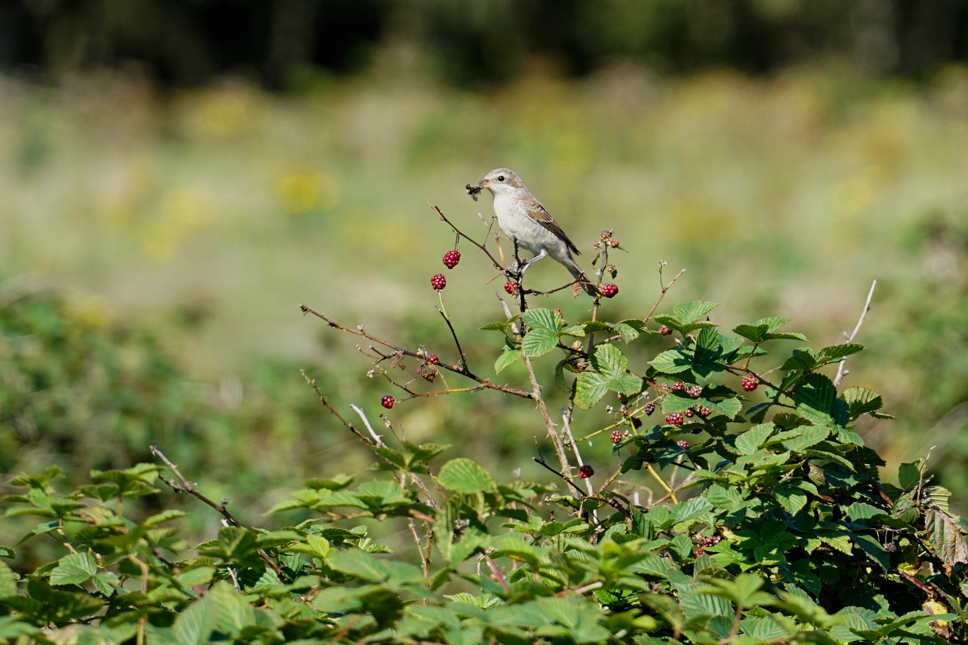 Een jonge grauwe klauwier op een bramenstruik (foto: Twan Teunissen)