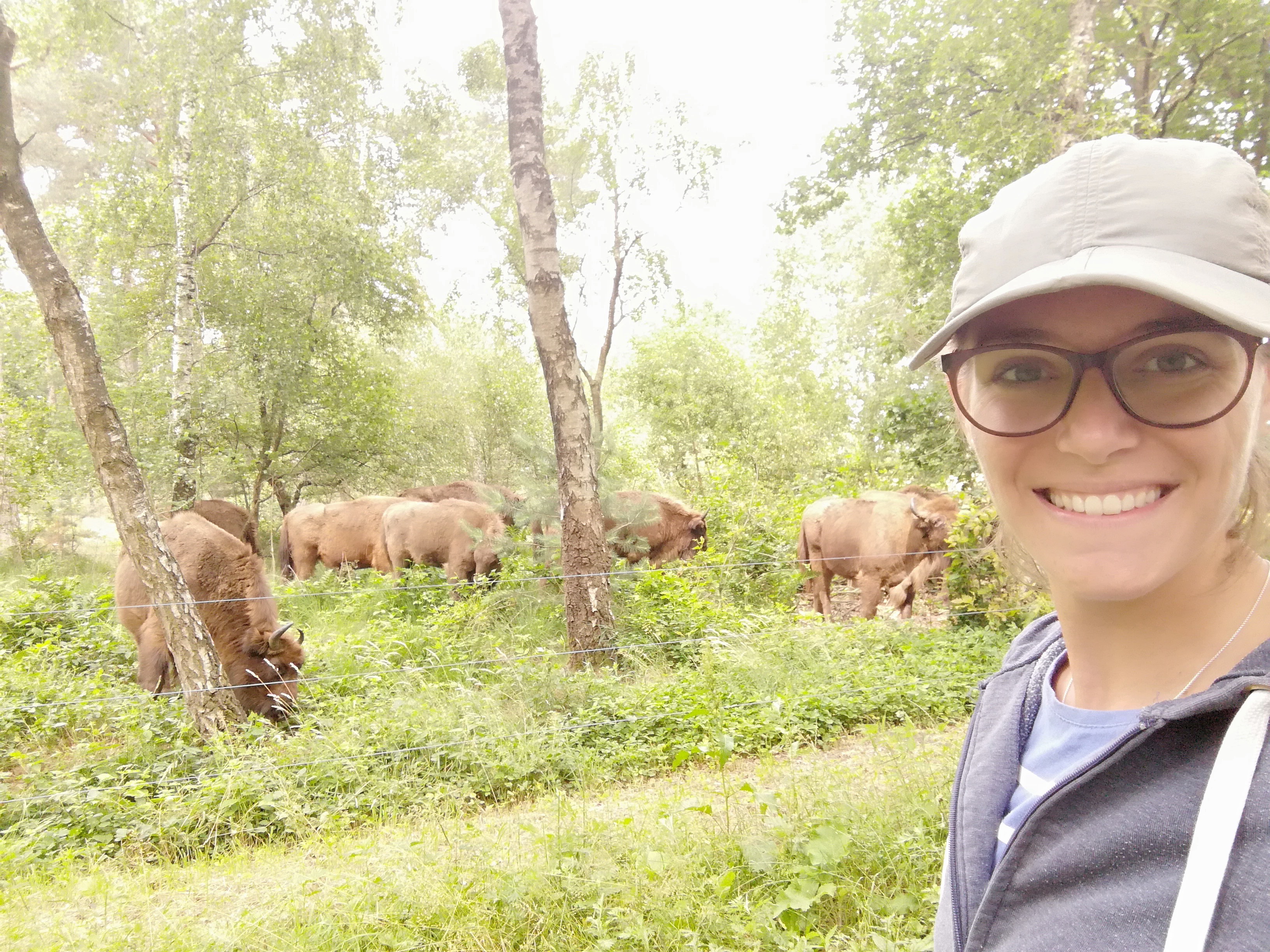 Observeren van wisenten. Foto: Marijn Wieriks
