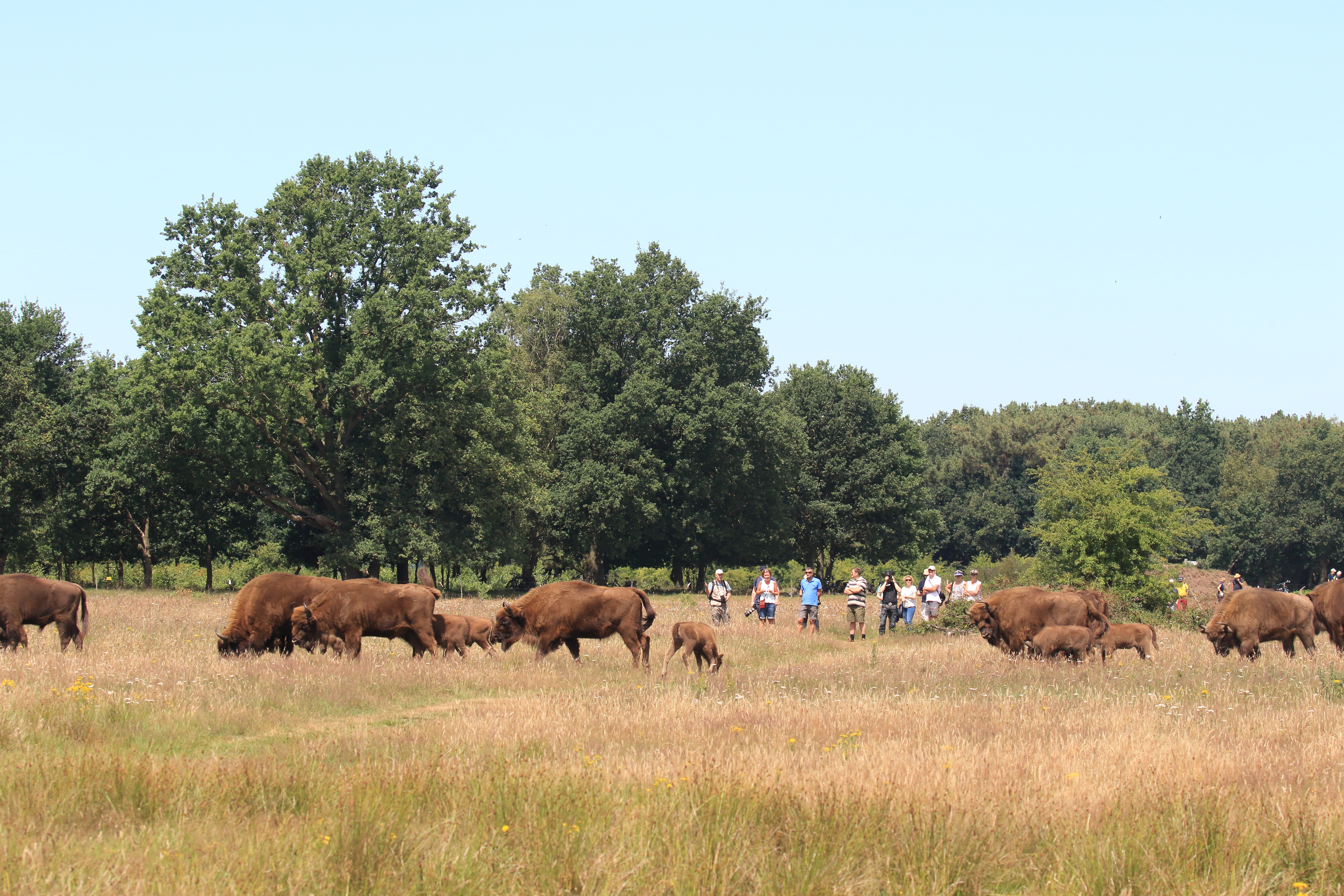Wandelaars bij de wisenten in de Maashorst