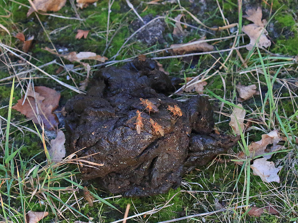 Wisentmest met gele strontvliegen. Mest zonder medicijnen is een bron van leven.