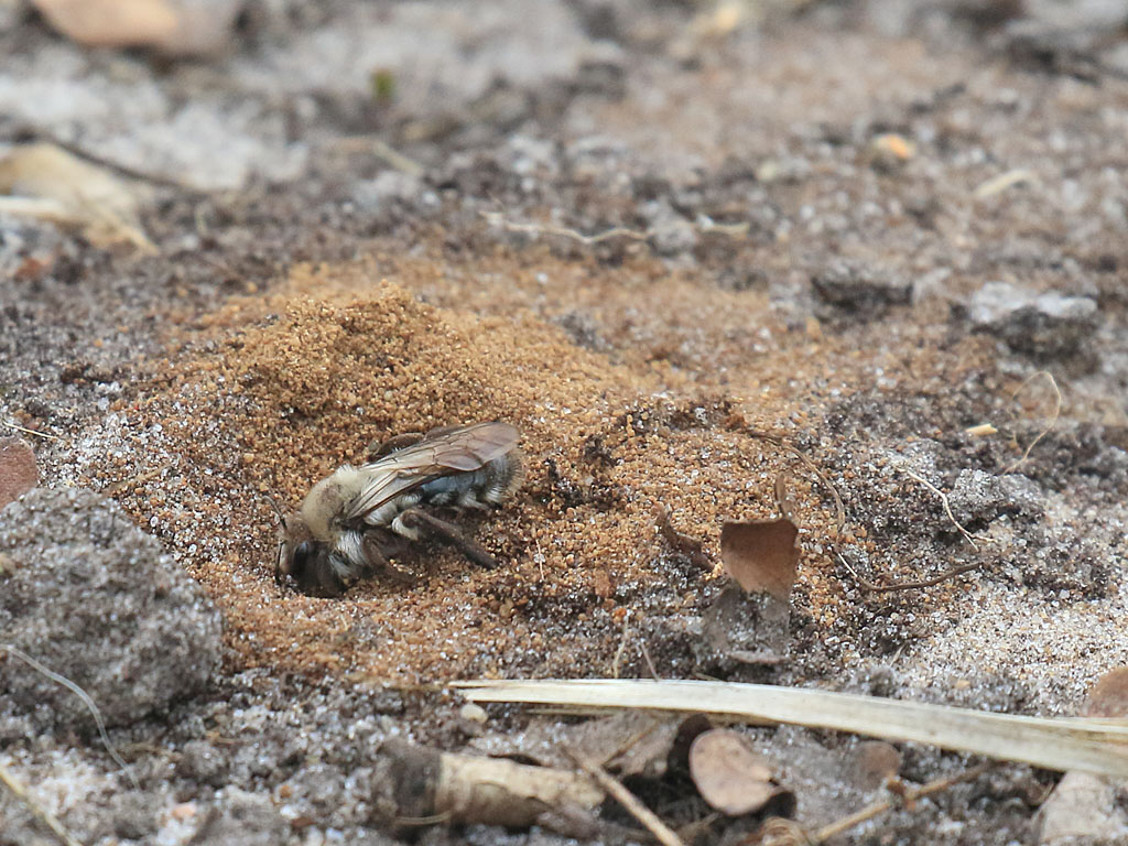 Grijze zandbij is talrijk aanwezig op de Maashorst en gebruiken de kale grond van wissels en zandbaden om hun nestje in te graven. Ze verzamelen stuifmeel voor hun nageslacht.
