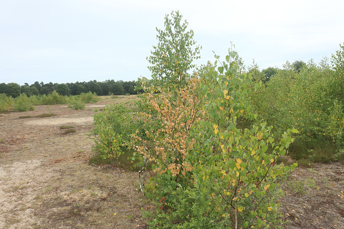 De berken krijgen al geel blad en een enkeling lijkt helemaal af te sterven.