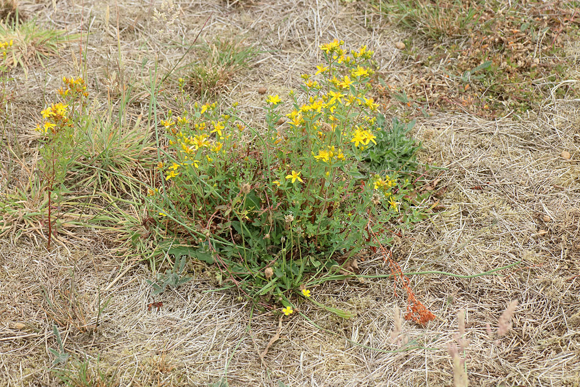 Bloeiende bloemen in een grotendeels afgestorven grasmat. Het sint janskruid, duizendblad en de tormentil op deze foto lijken weinig last te hebben van de droogte. (Foto: Leo Linnartz)