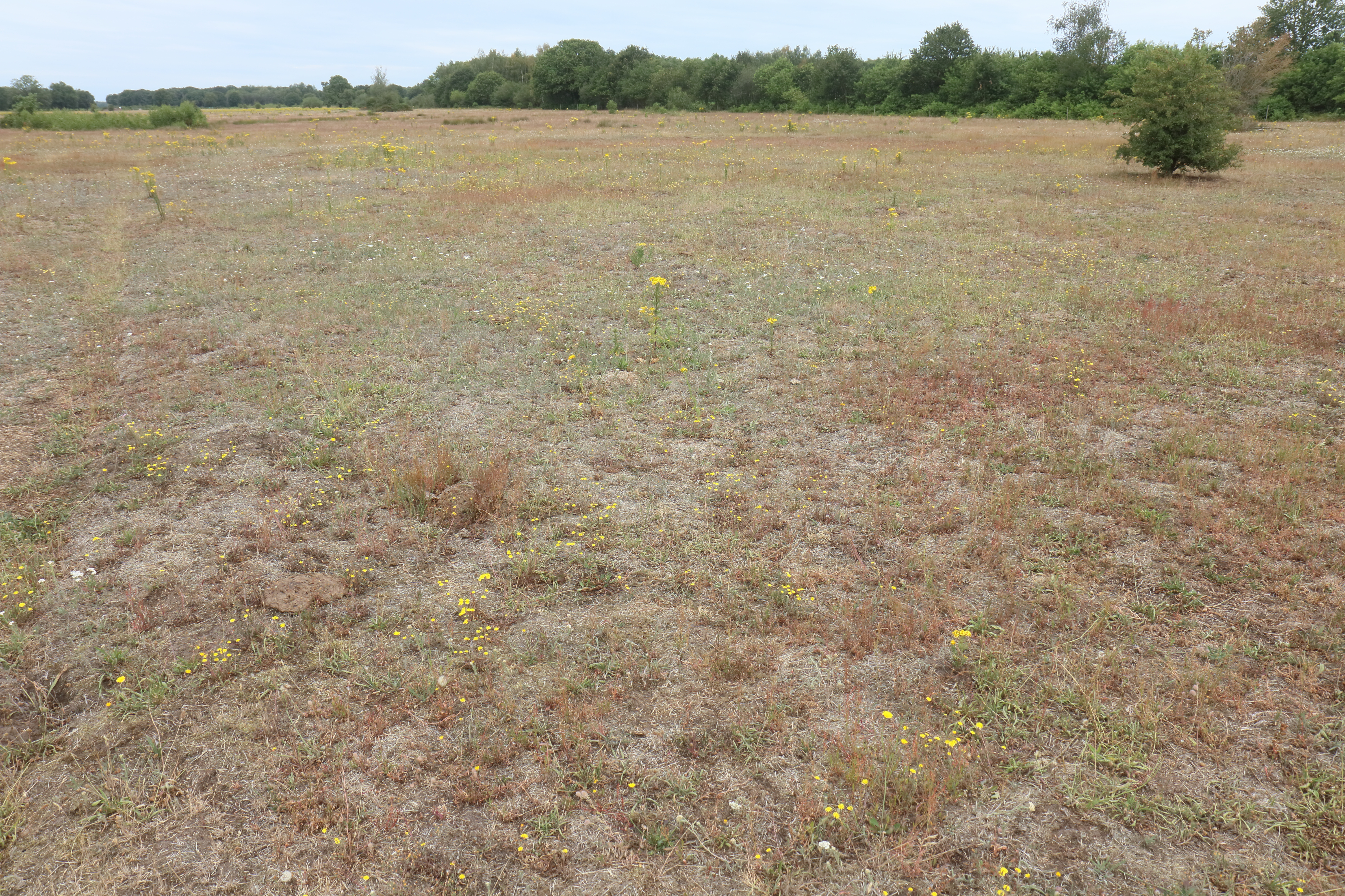 Verdroogd grasland in de Maashorst met afgestorven gras en veel kruiden. (Foto: Leo Linnartz)