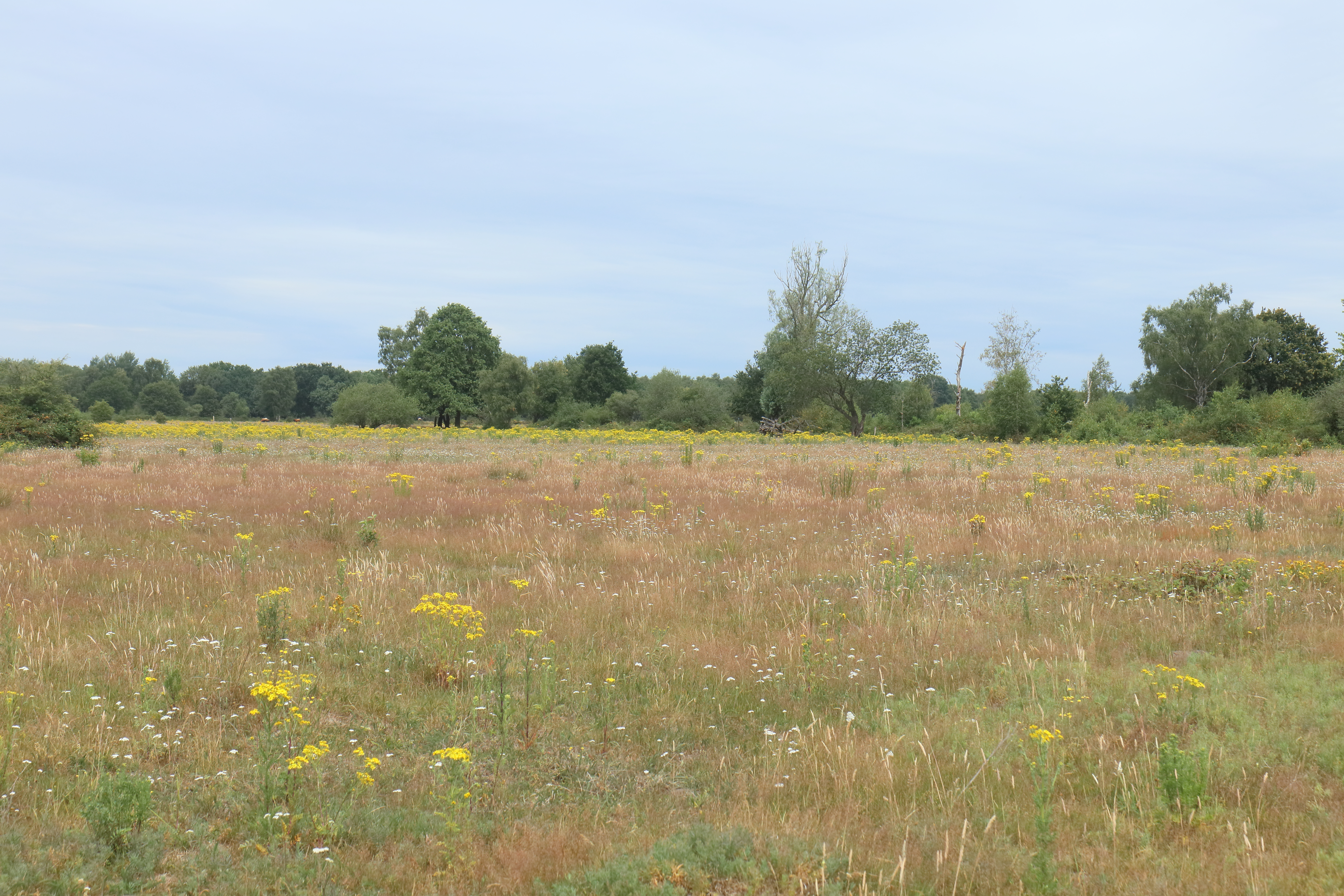 Niet verdroogd bloemrijk grasland in de Maashorst met uitgegroeid en uitgebloeid gras. (Foto: Leo Linnartz)