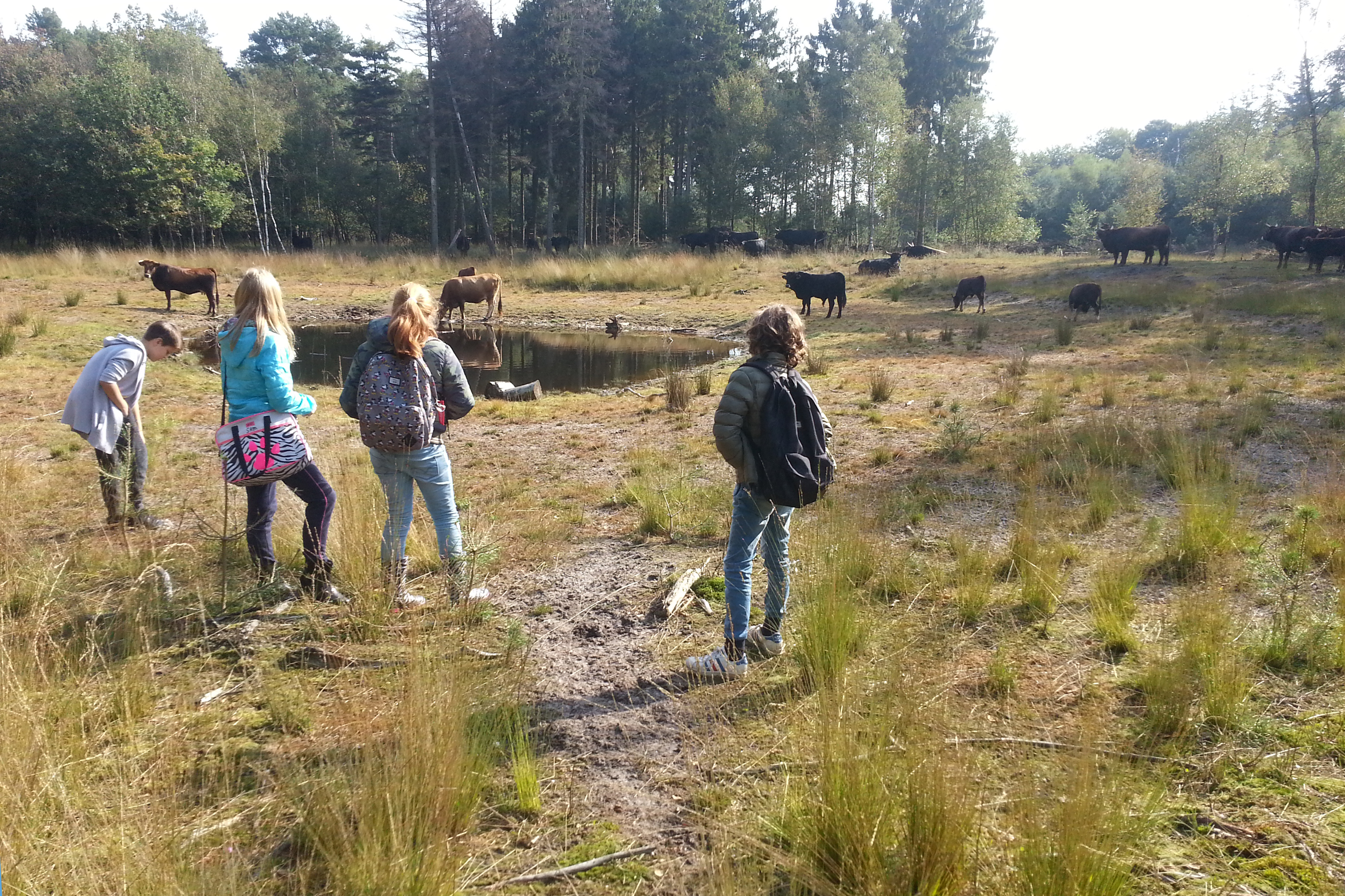 Veldlessen Maashorst