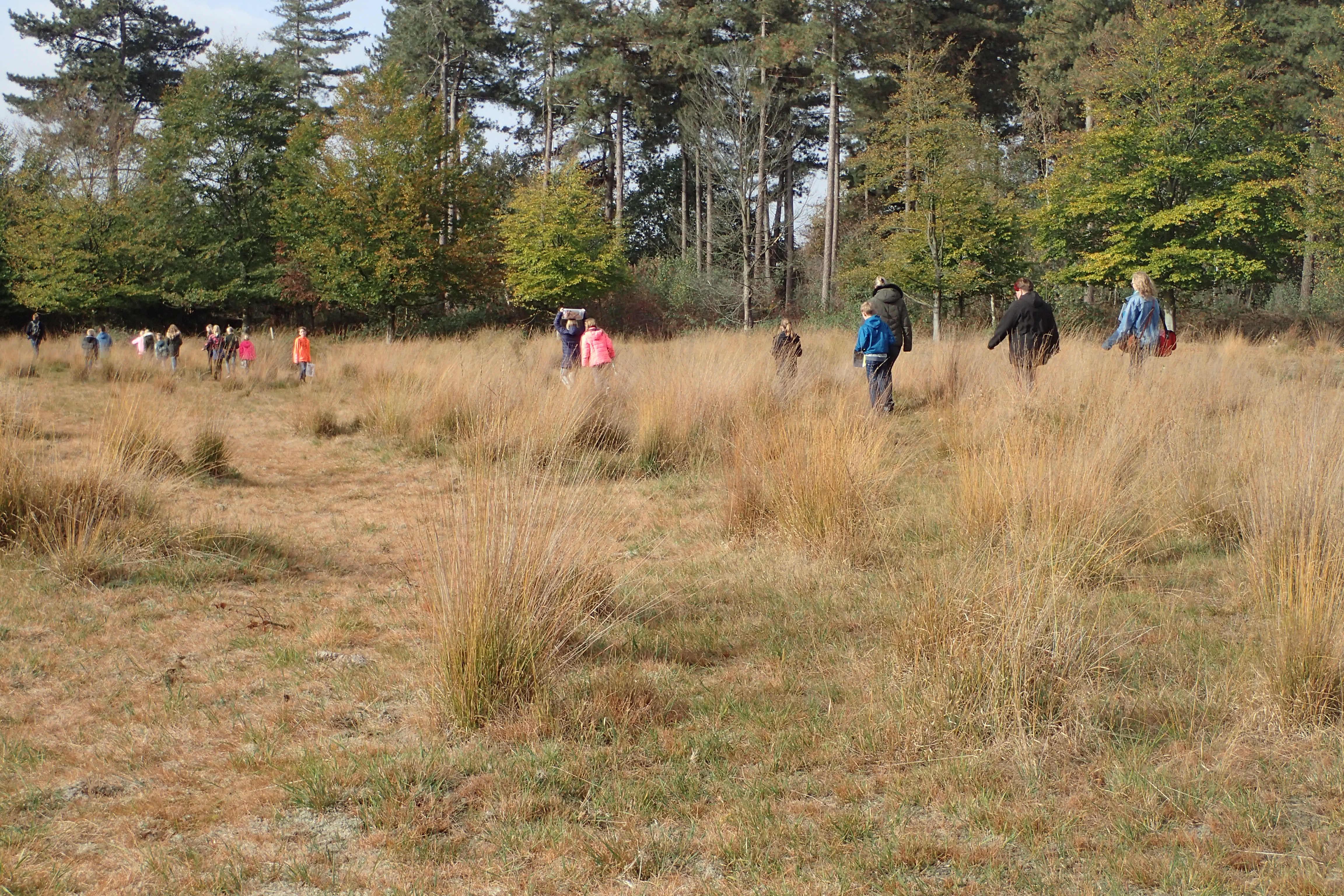 Veldles op de Maashorst