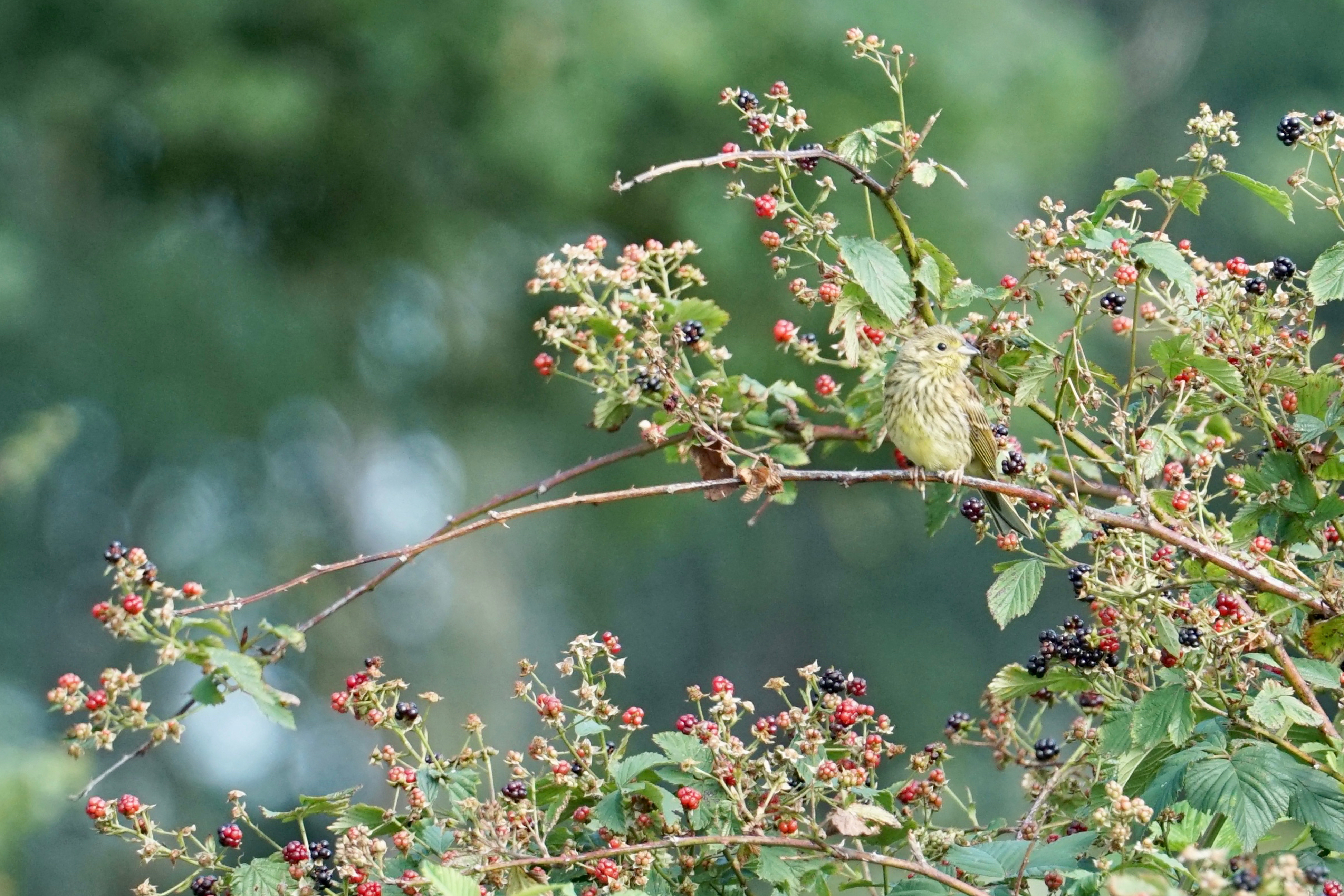 Geelgors in een haag
