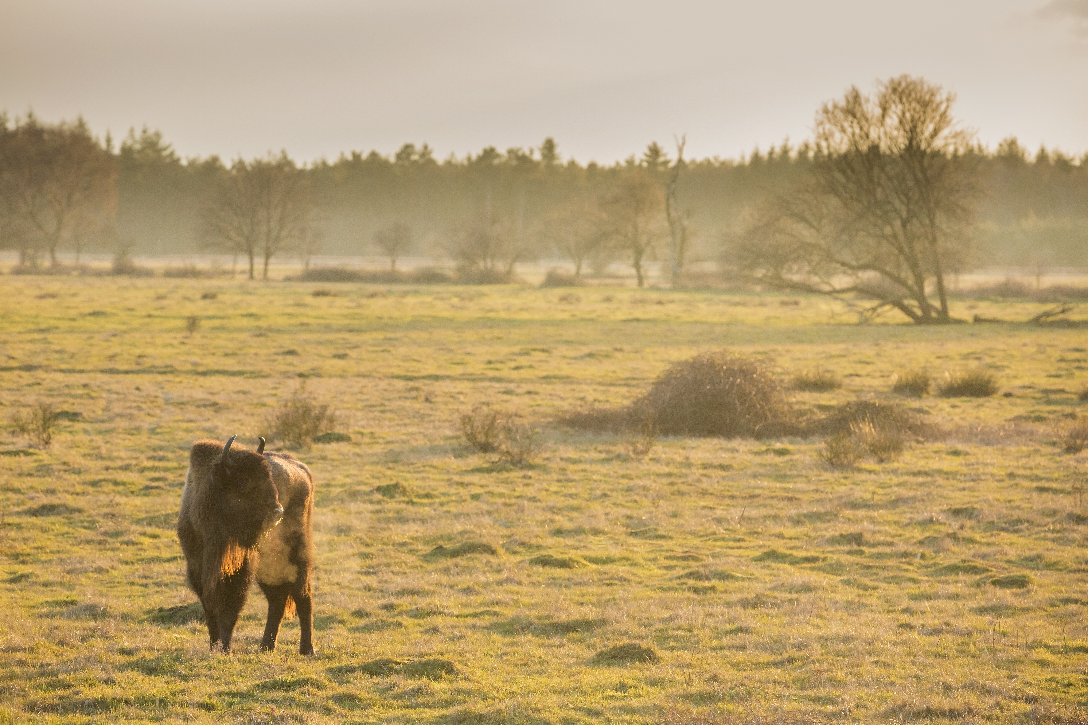 Wisent op de Maashorst