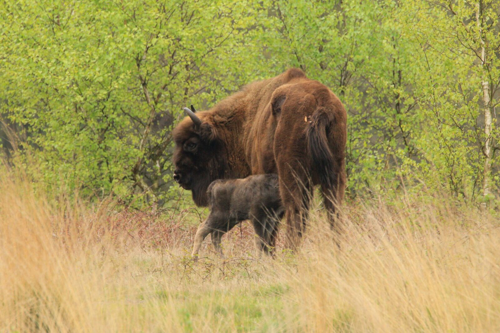 Wisent met kalf. Foto: Roeland Vermeulen/FREE Nature