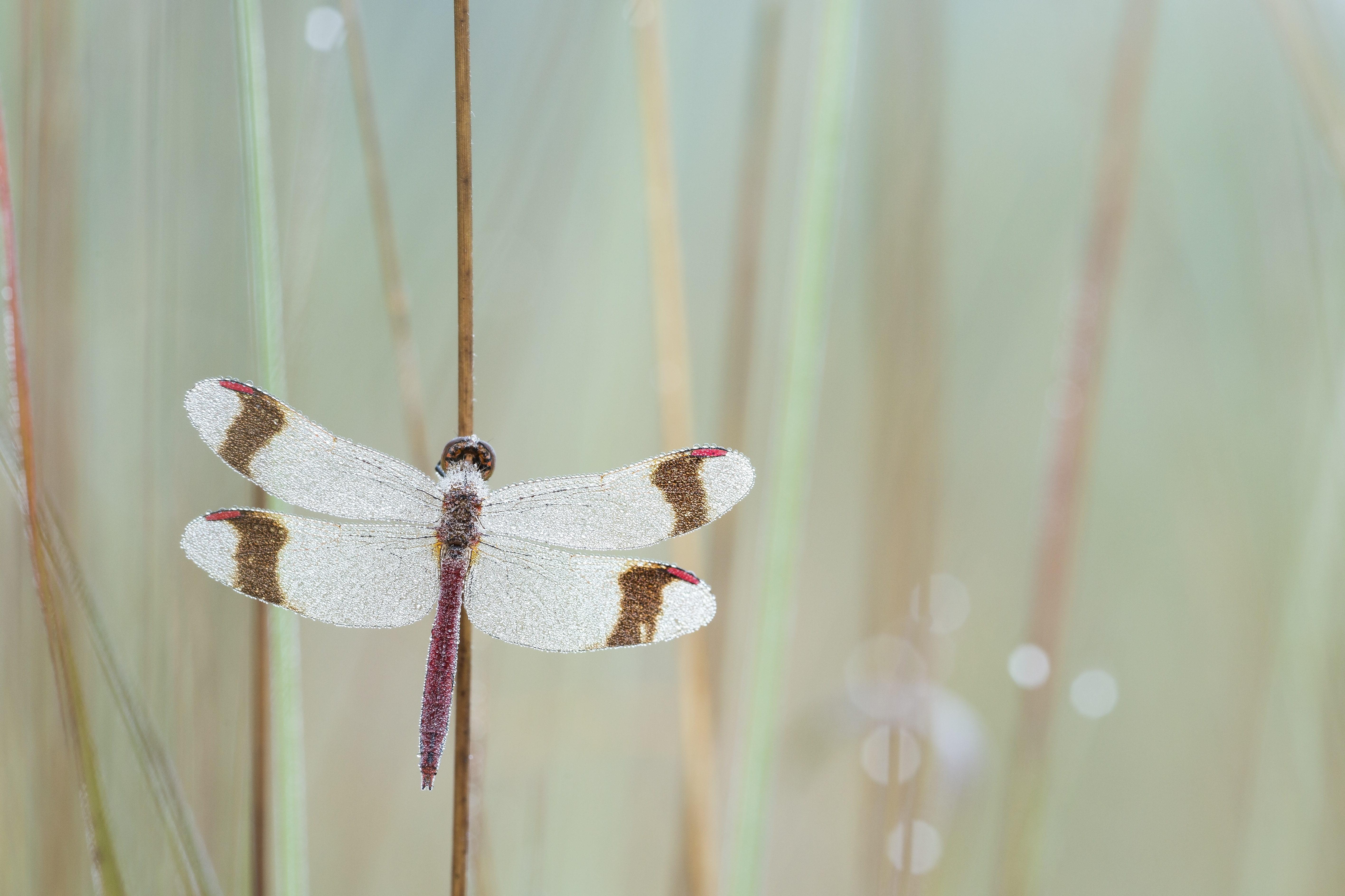 Bandheidelibel, foto Bob Luijks