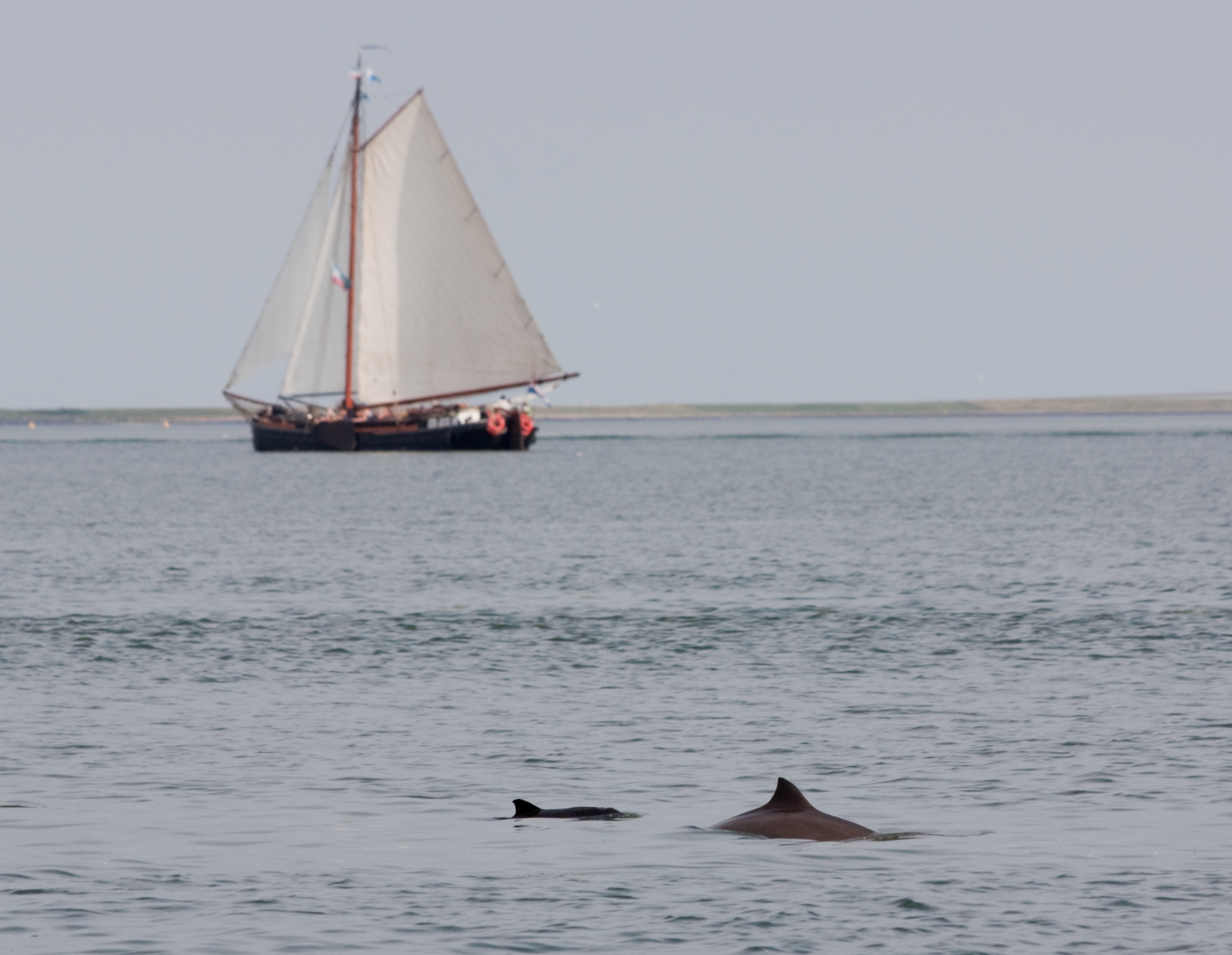 Bruinvis met zeilboot Foto WWF