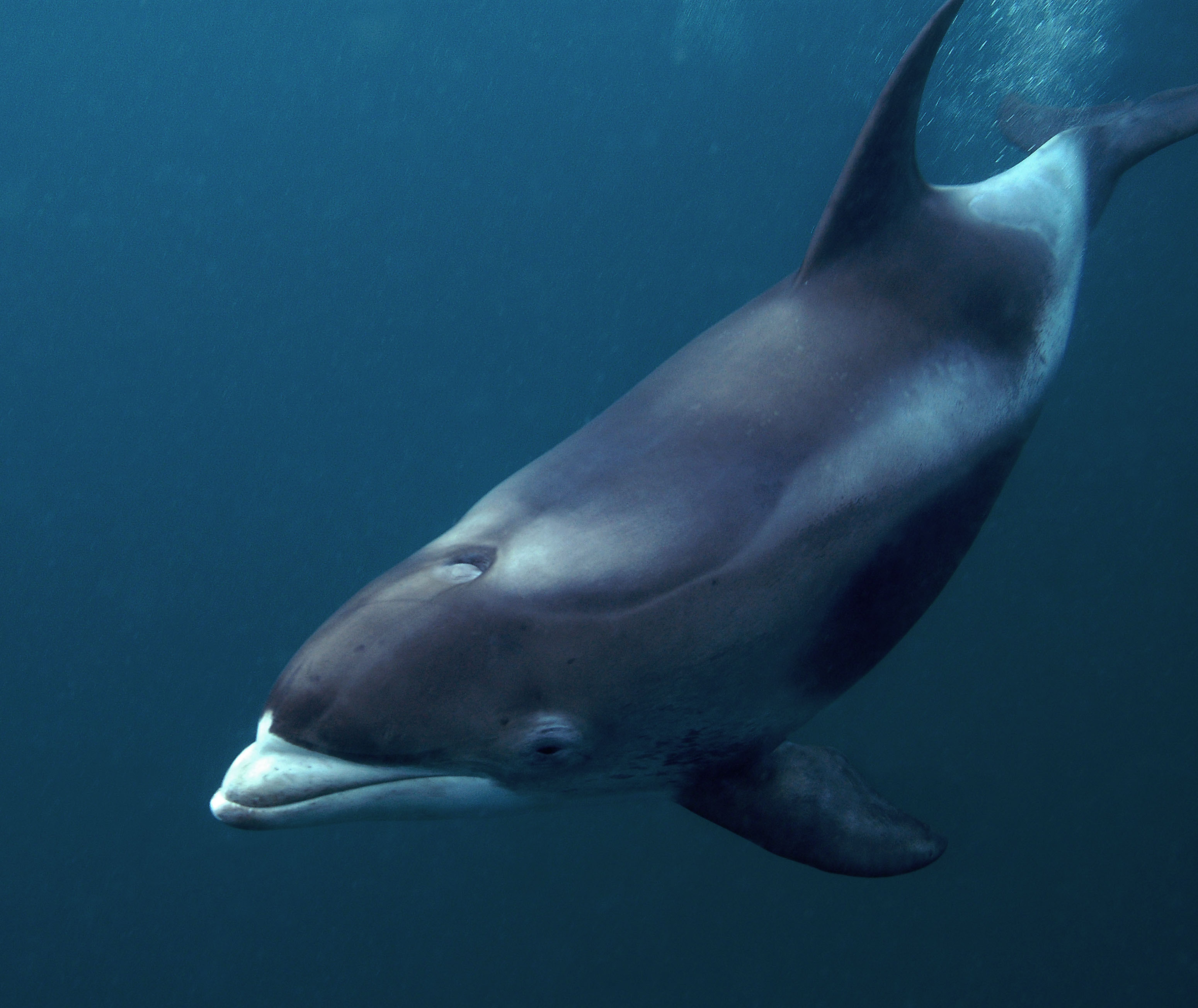 Witsnuitdolfijn Foto Rudolf Svenson WWF