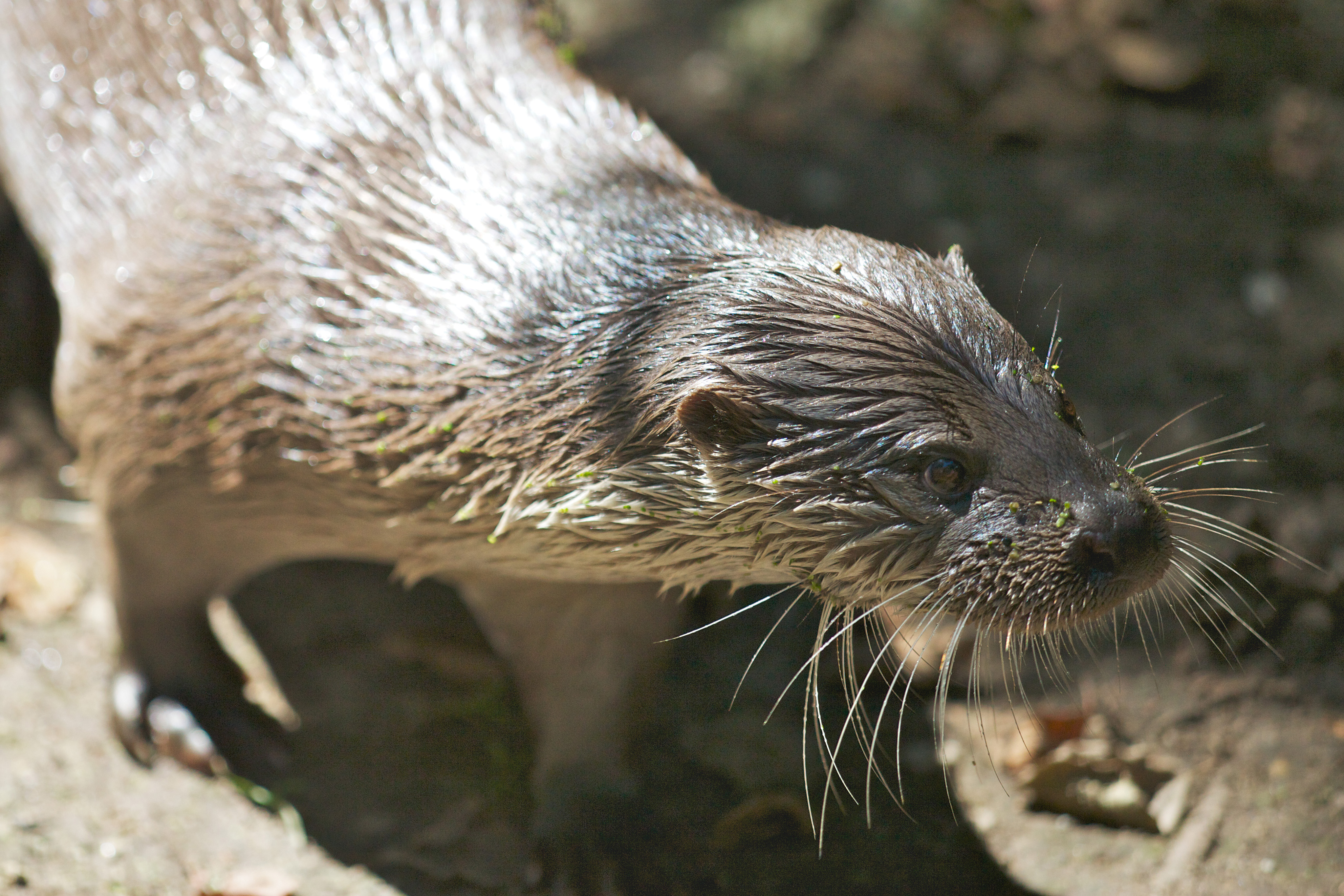 Otter