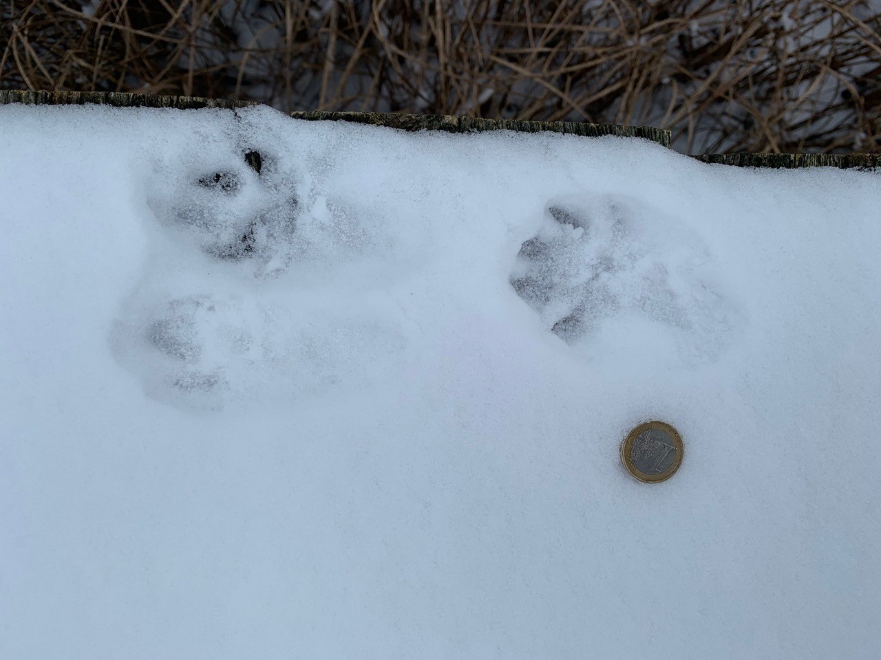 De ottersporen in Eindhoven