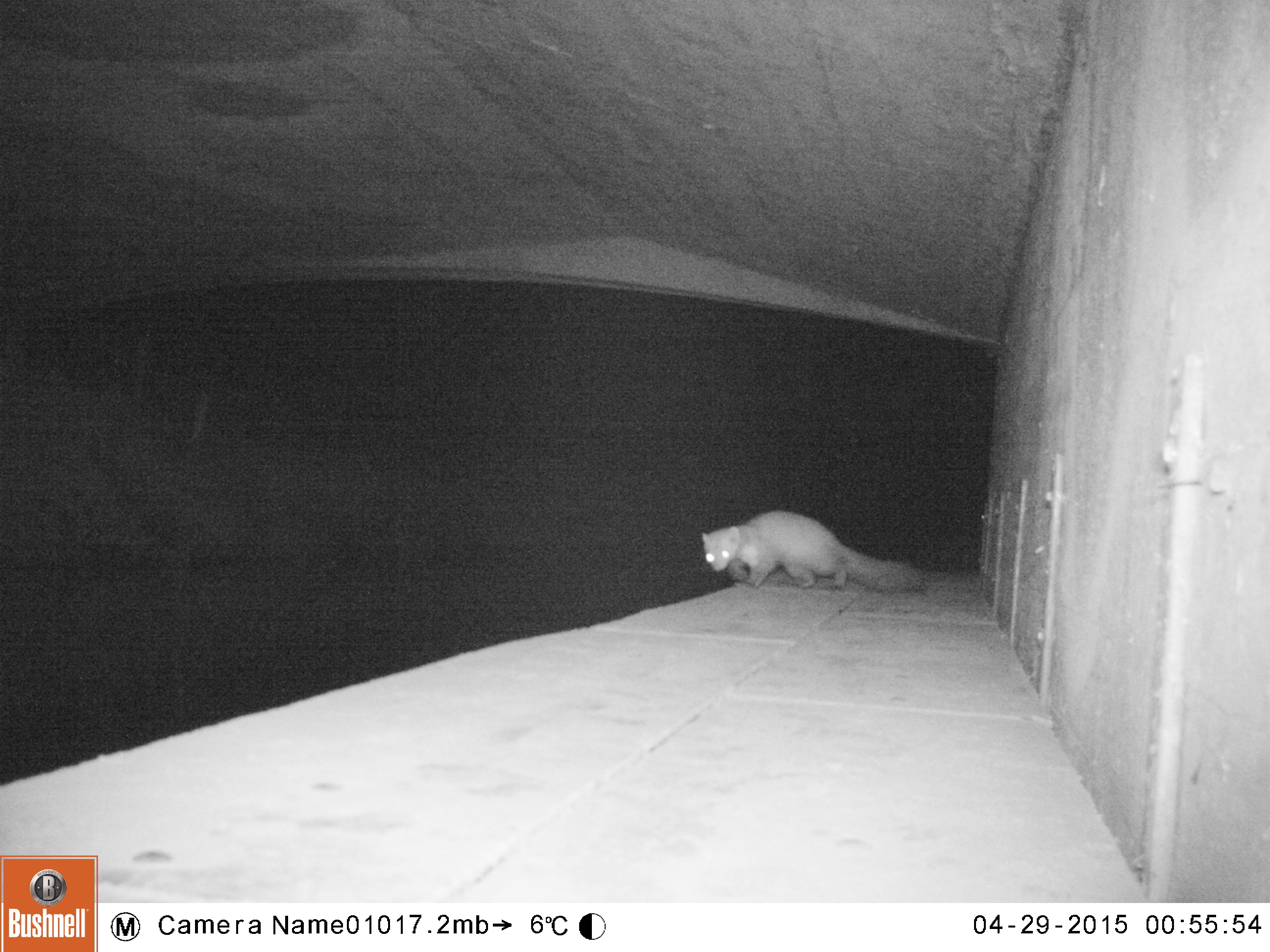Steenmarter op otterloopplank